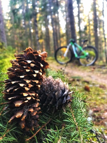 Kotte i närbild och i bakgrunden en cykel som står lutad mot ett träd