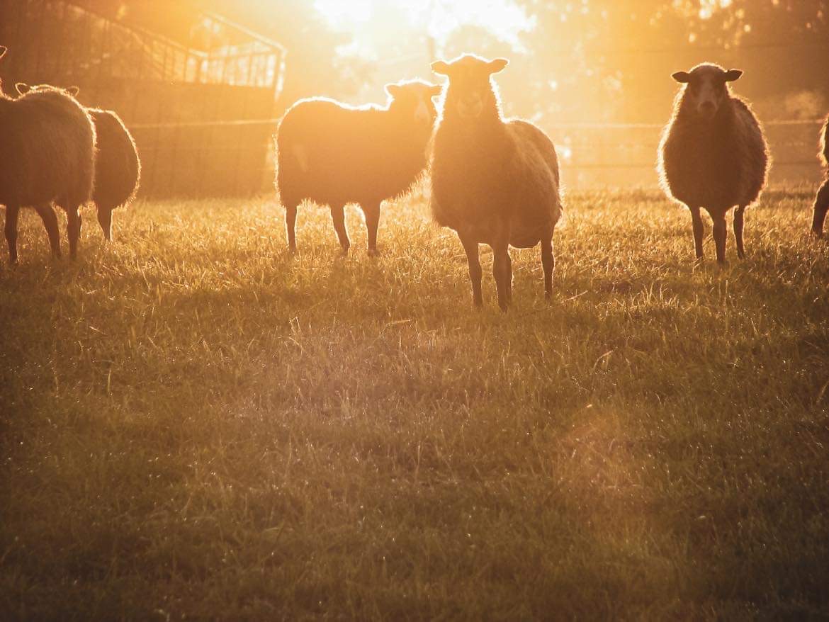 En grupp får i motljus.