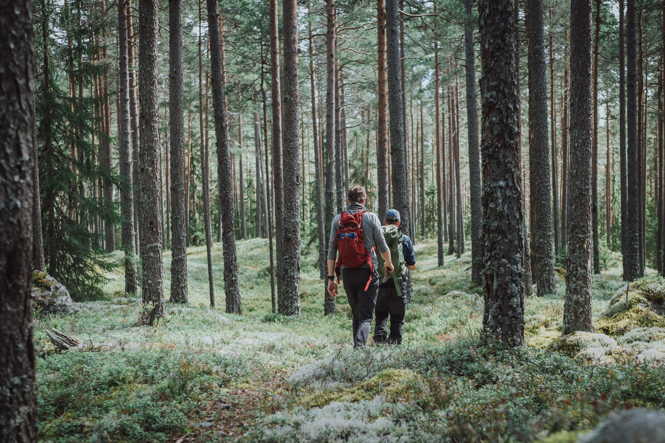 Två personer vandrar bland höga träd i skogen.