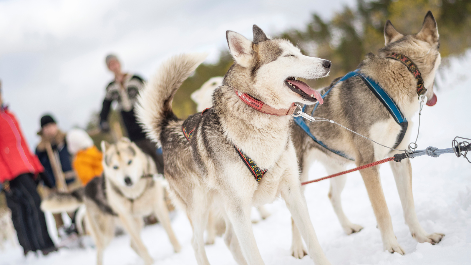 Husky hundar som drar släde på vinterled.