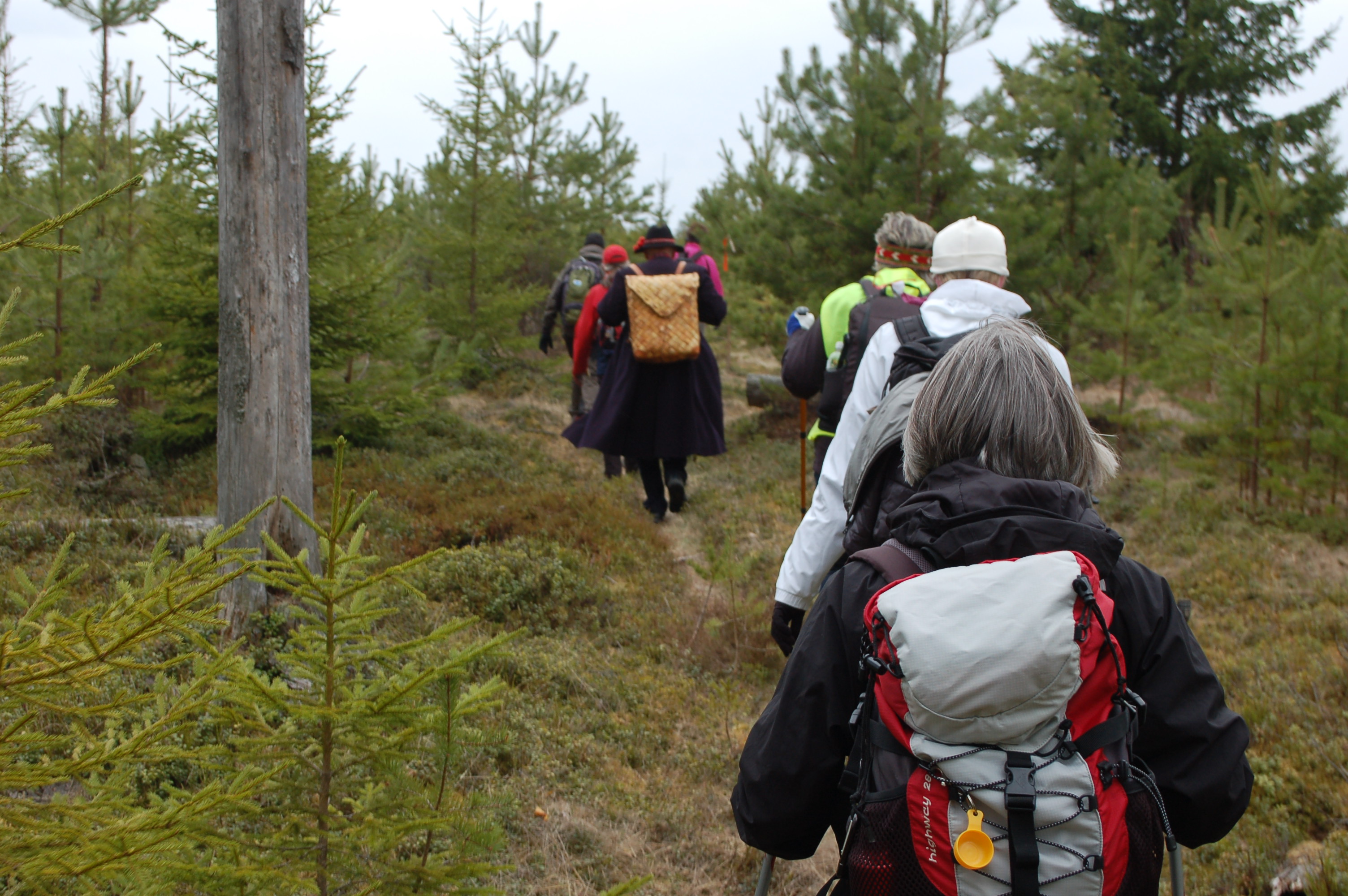 Vandrare som går på led genom skogen.