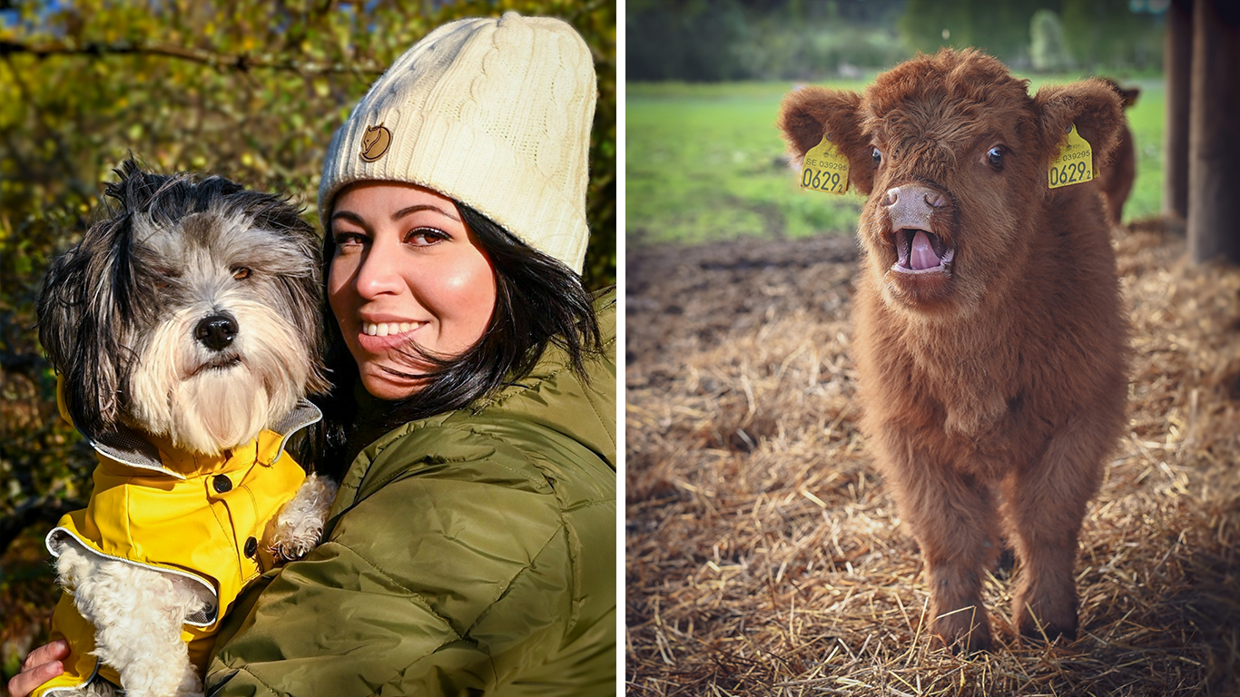 En kvinna håller en hund i famnen och en kalv sträcker ut tungan.