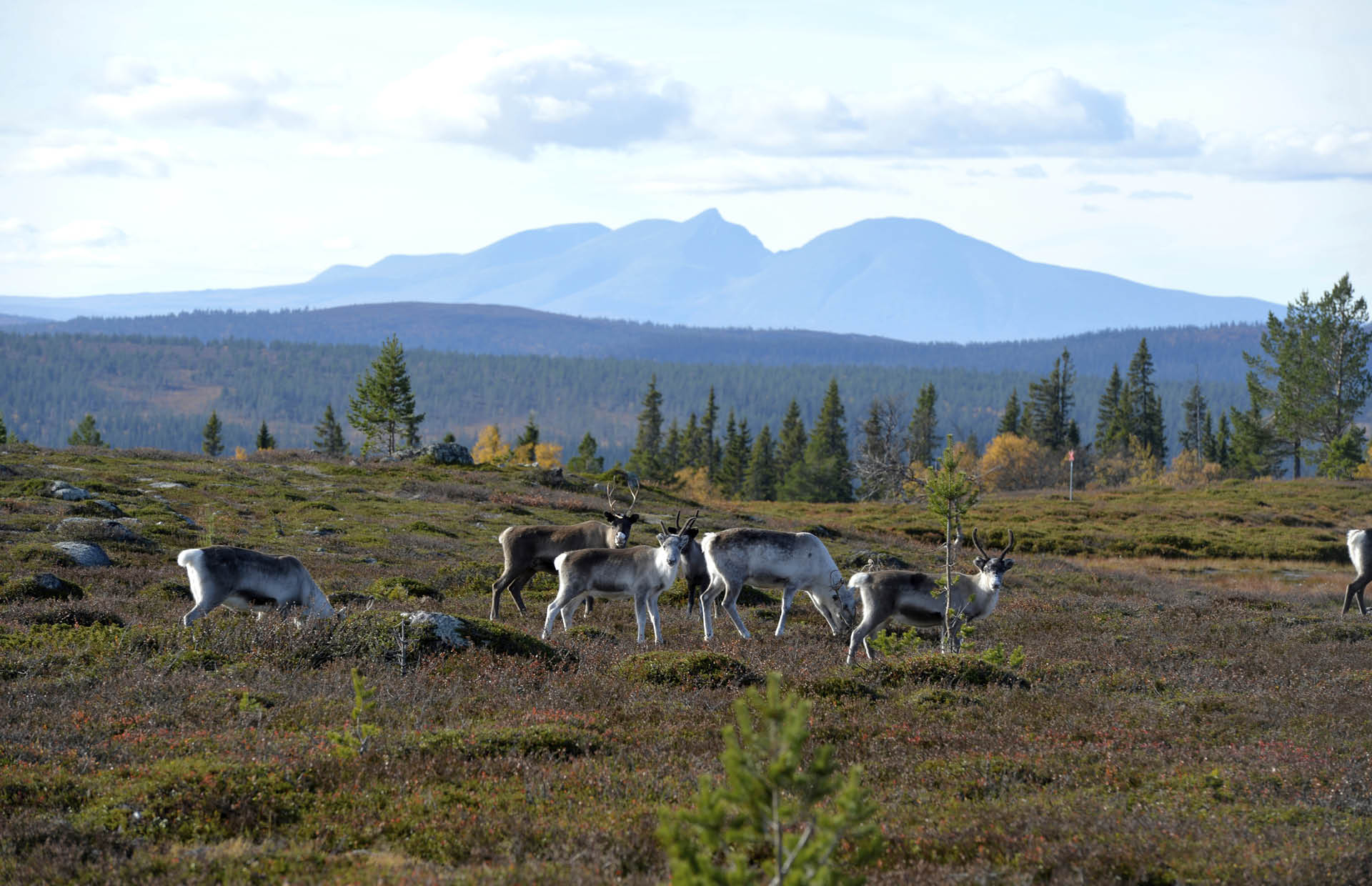 Sweden’s southernmost Sámi reindeerherding community.
