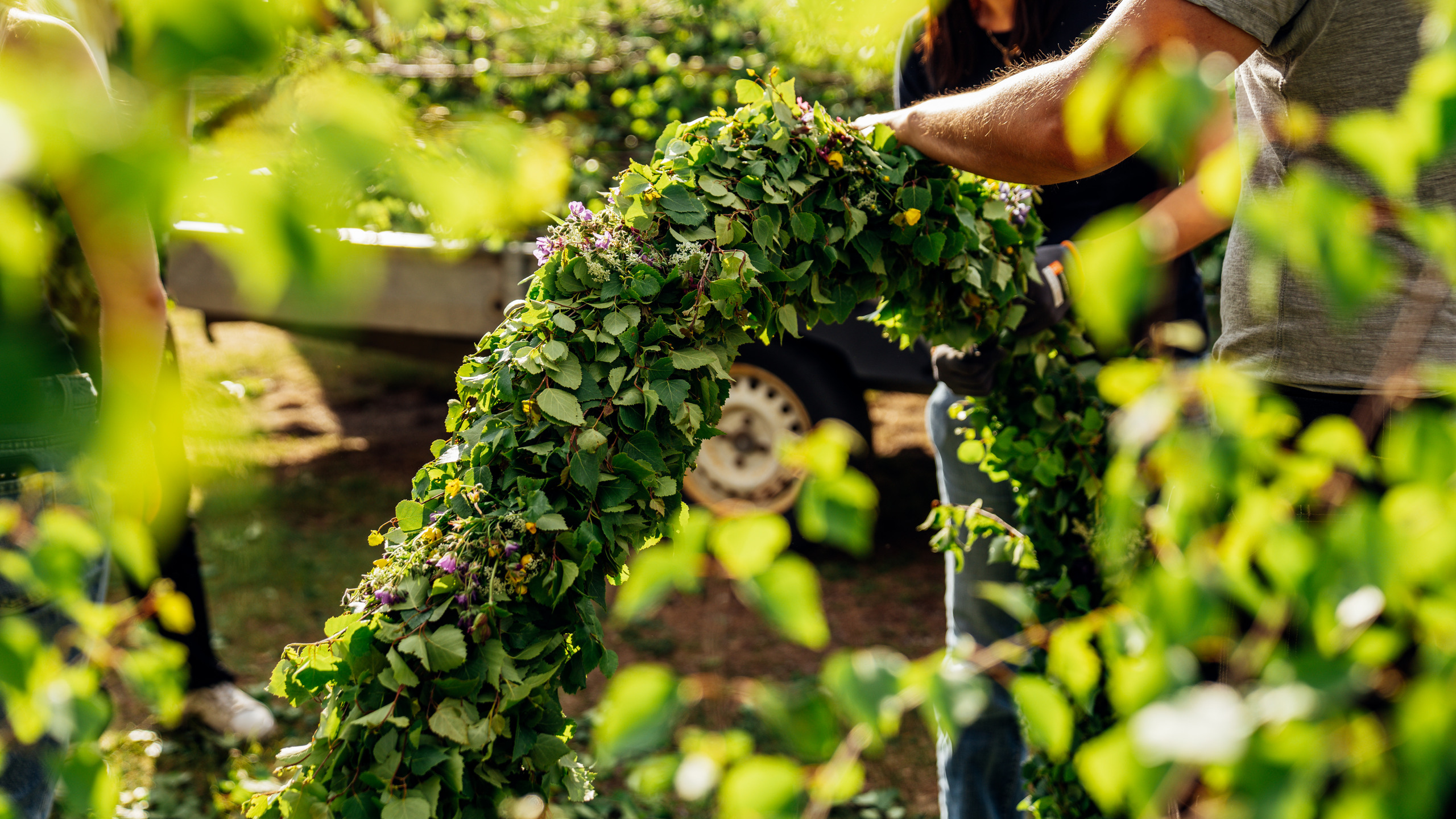 Midsommarstång som kläs.
