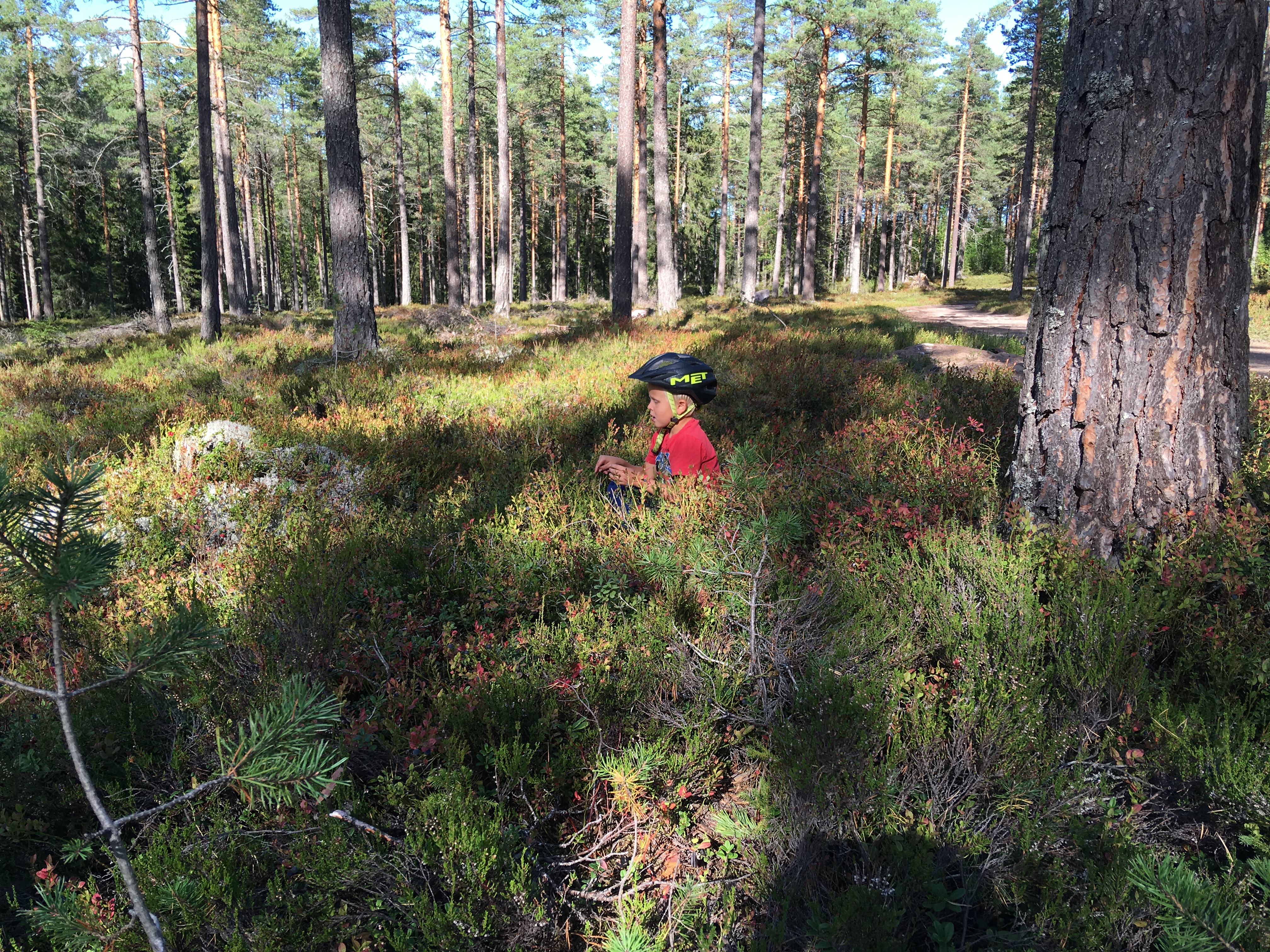 Barn som plockar blåbär.