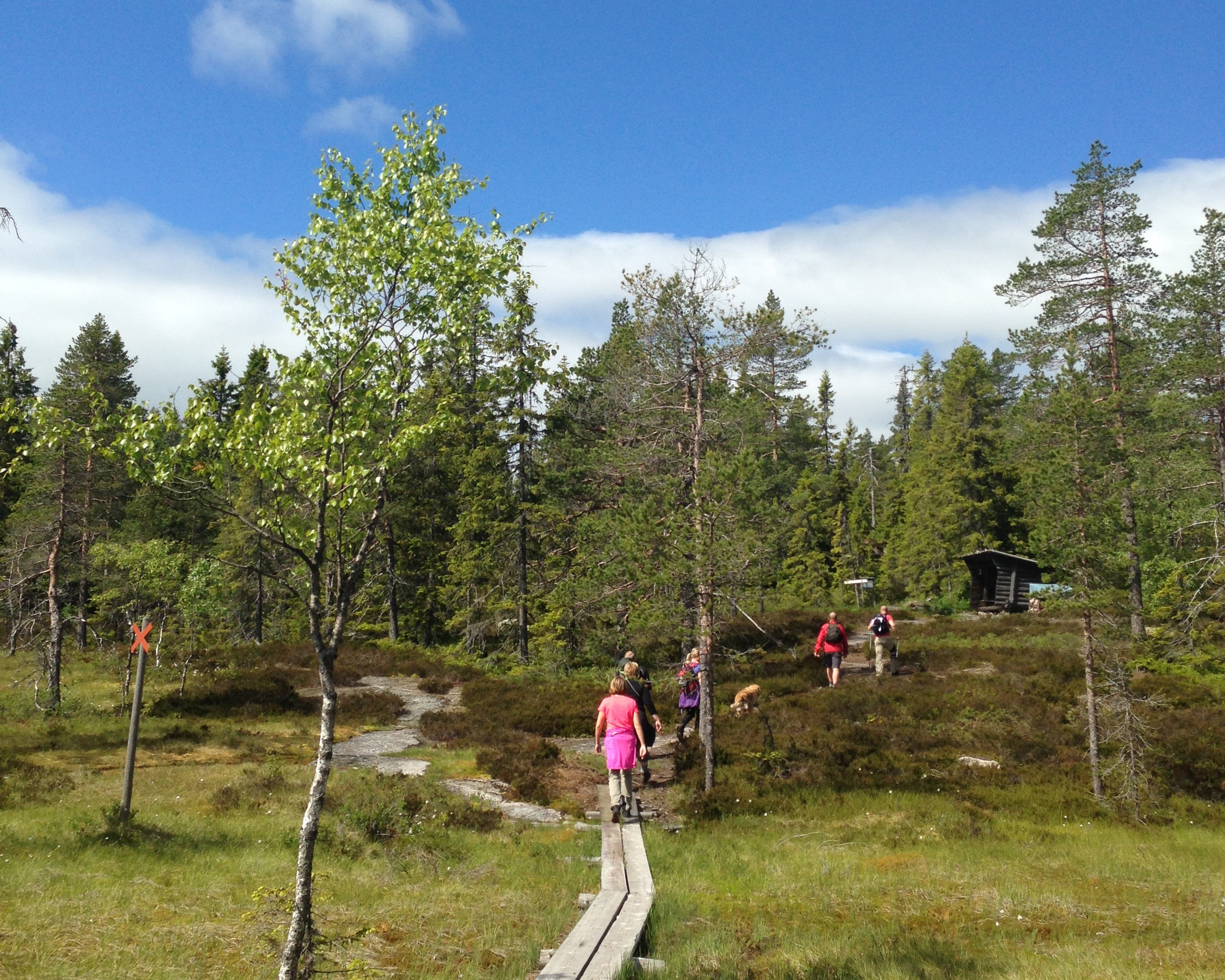 Familj som vandrar på en spångad led.