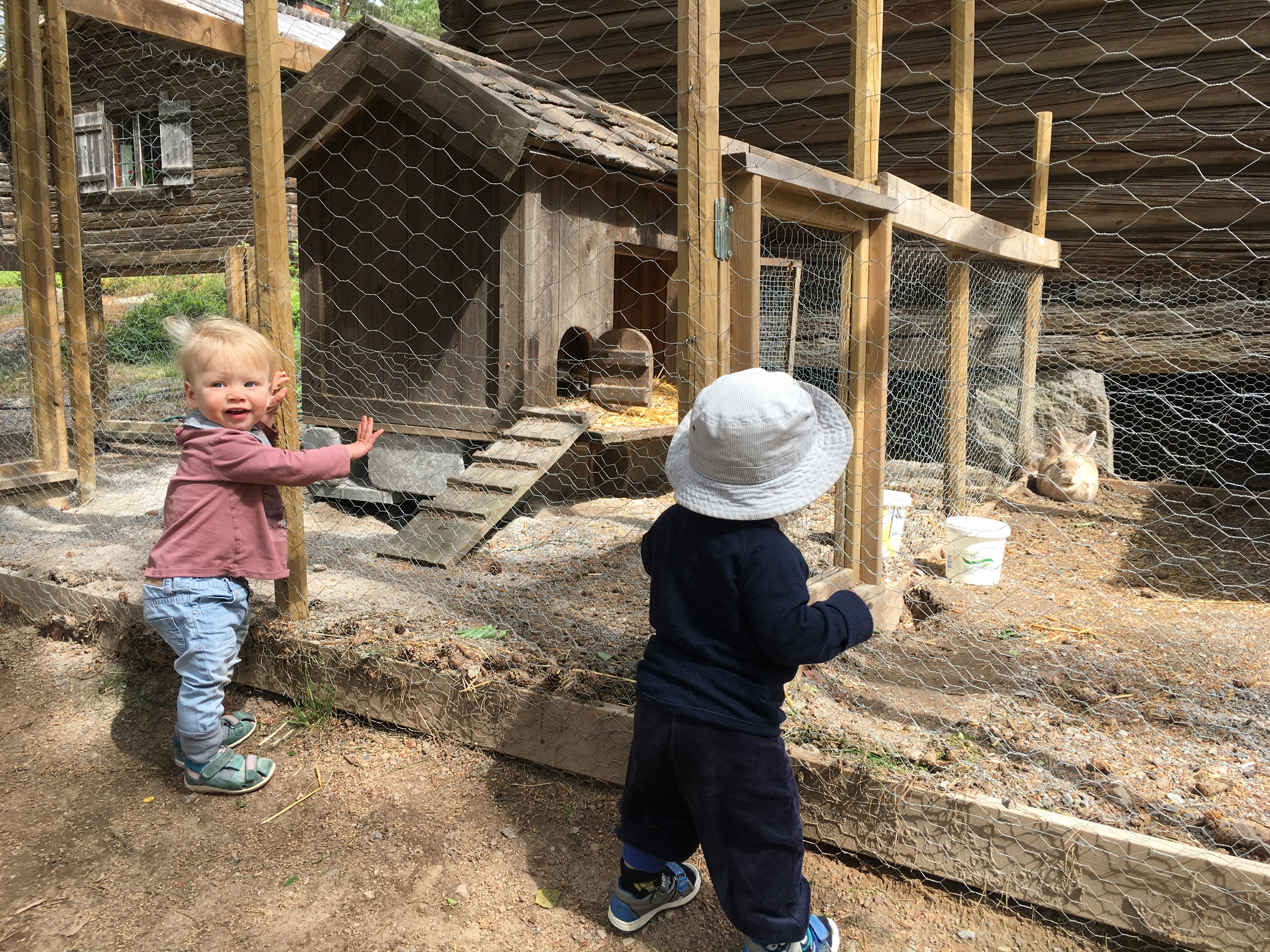 Barn som tittar på kaniner.