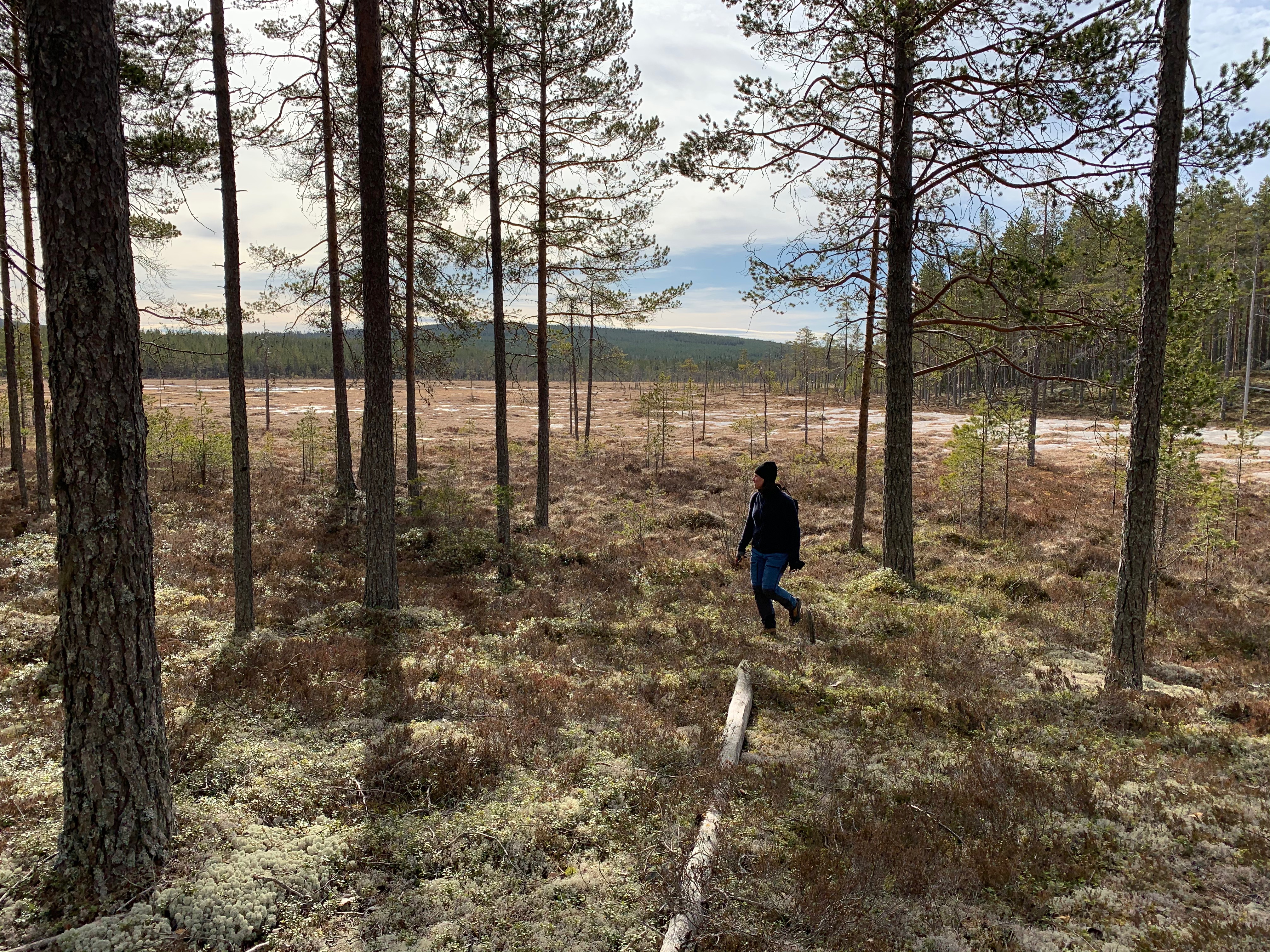 Vandare som vandrar över en myr.