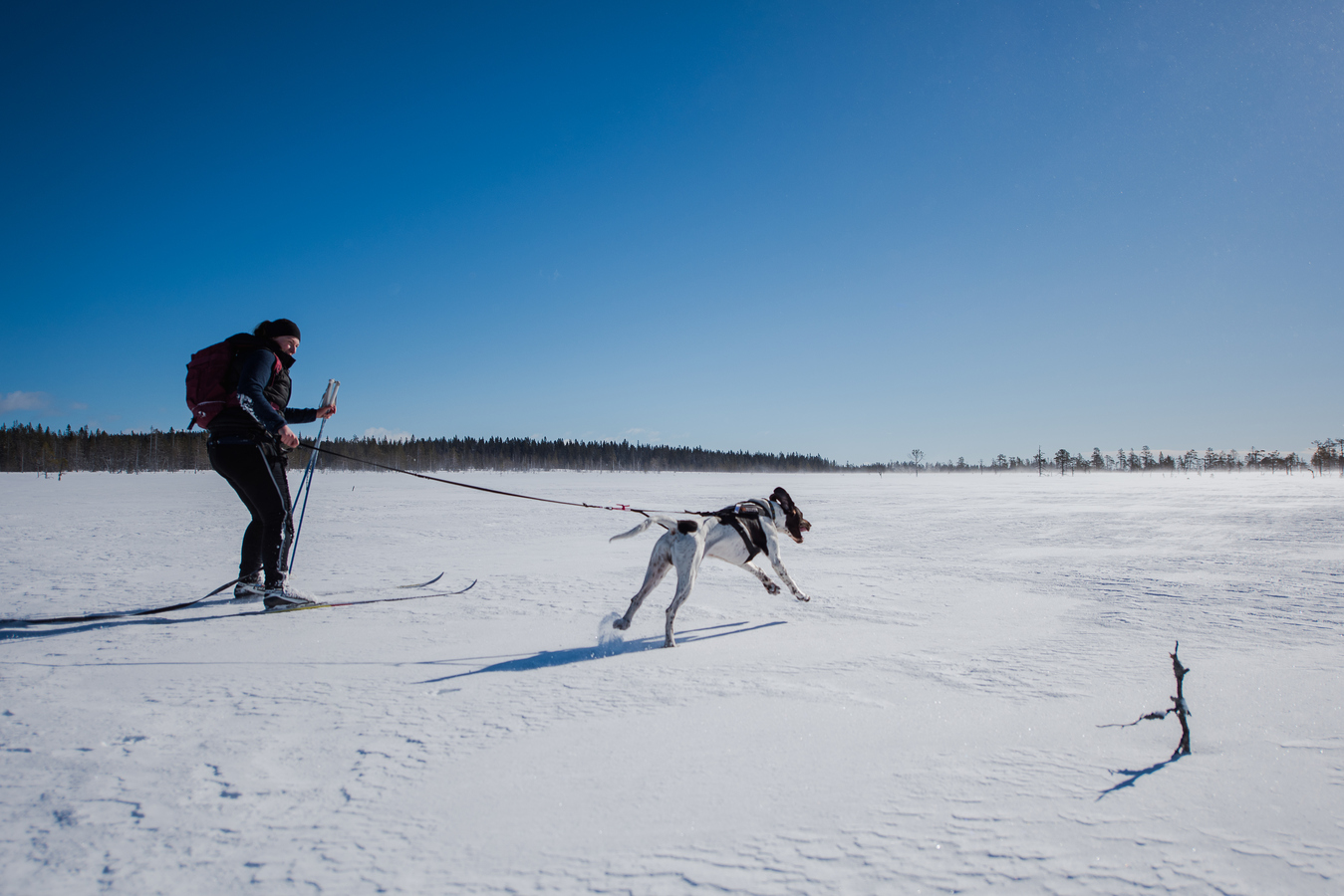 Skidåkare med hund i koppel.