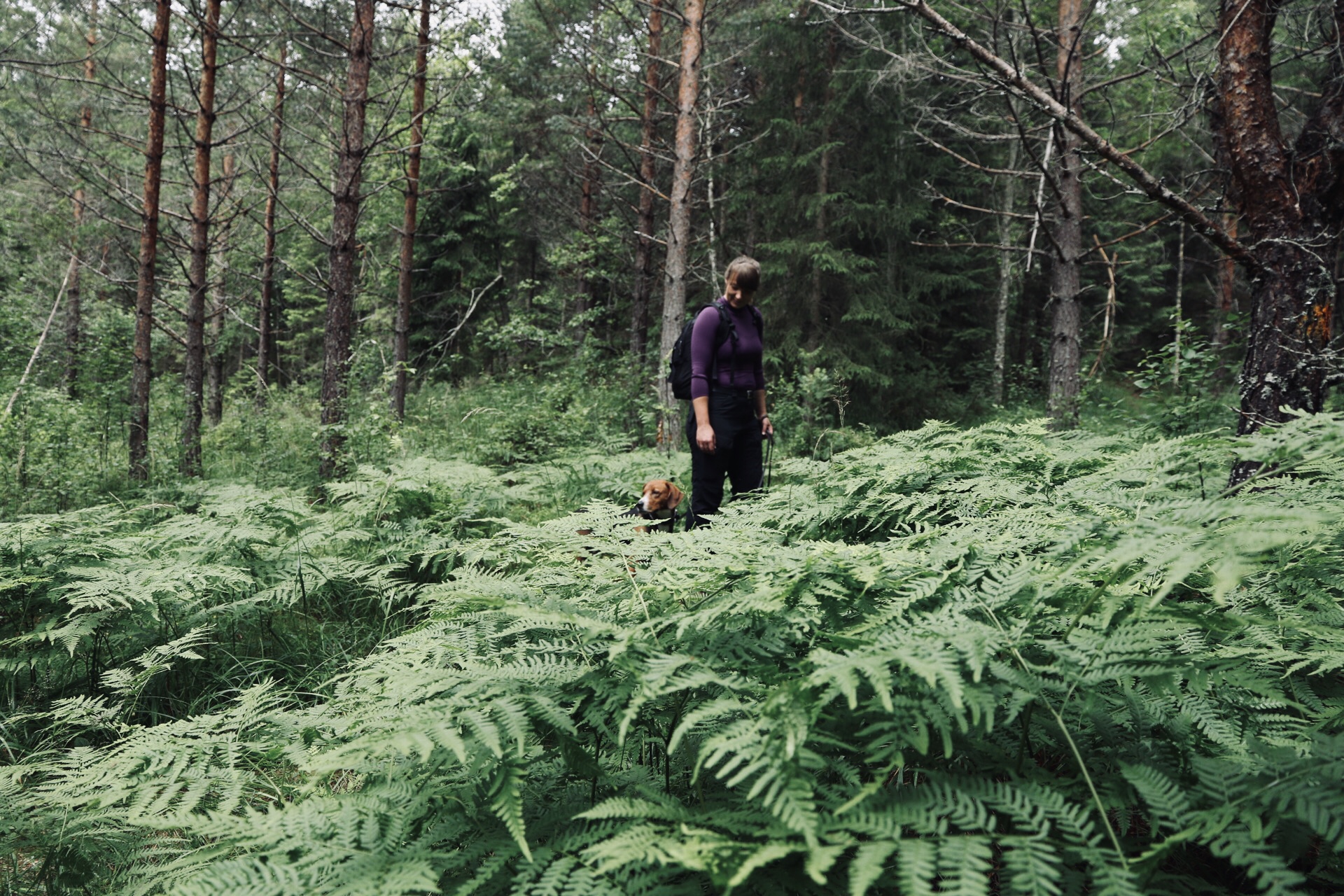 Vandrare med hund i skogen.