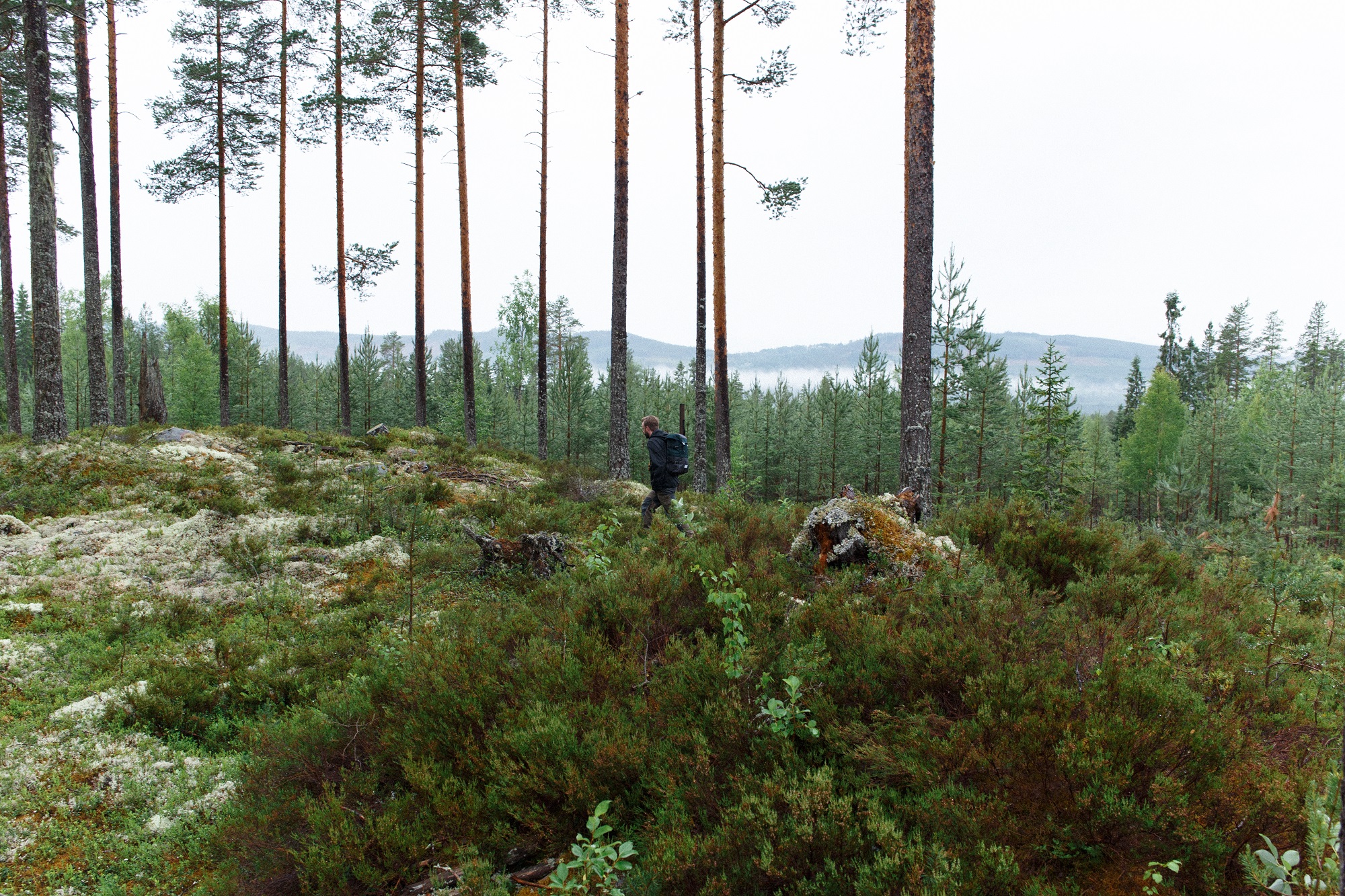 Sebastian Westin vandrar i skogen.