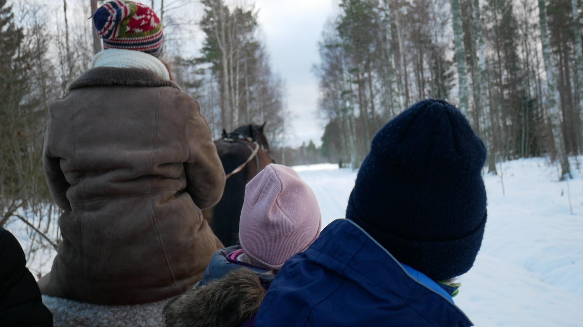 Pojke sitter i släde och tittar på häst.