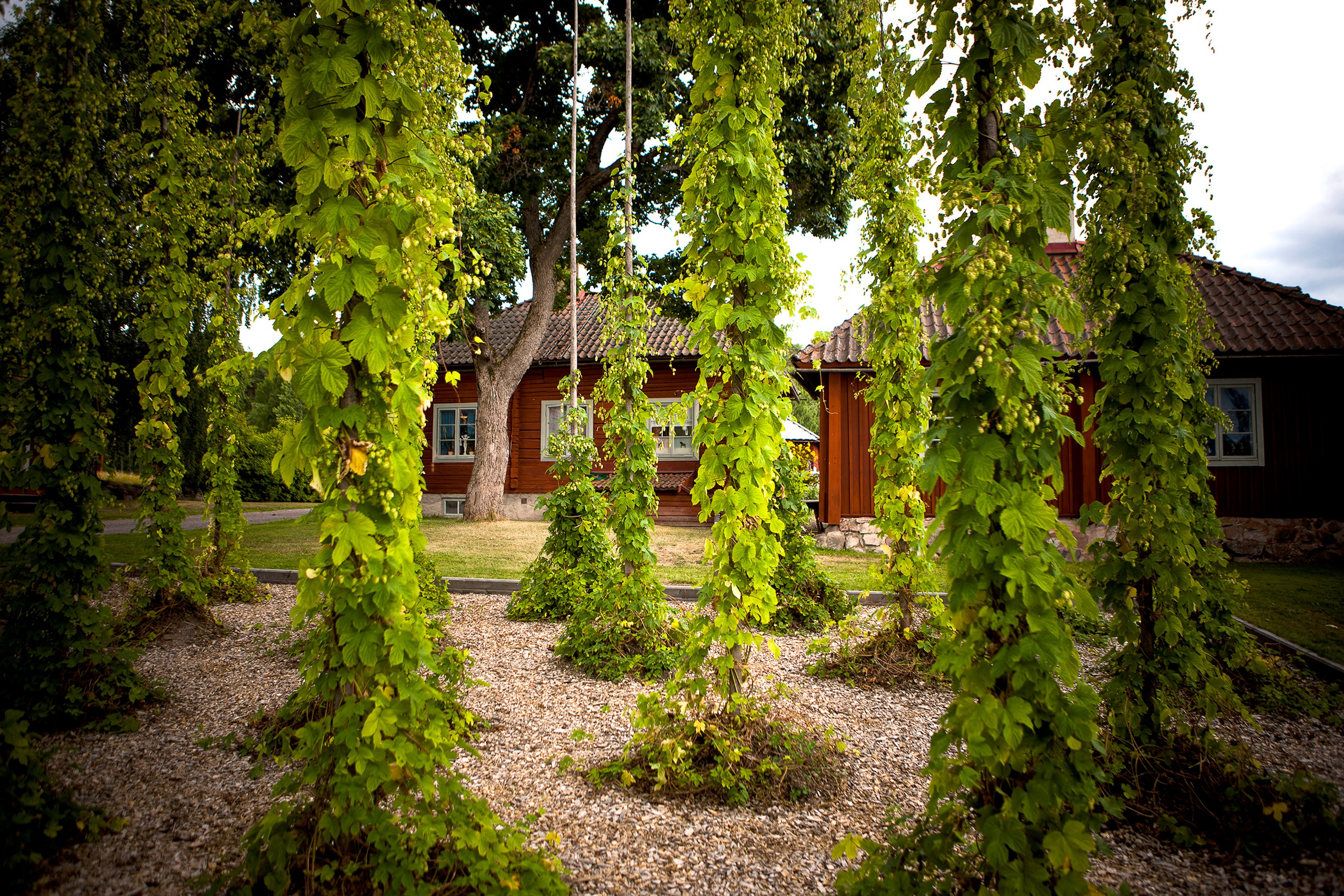 Vinrankor vid Staberg.