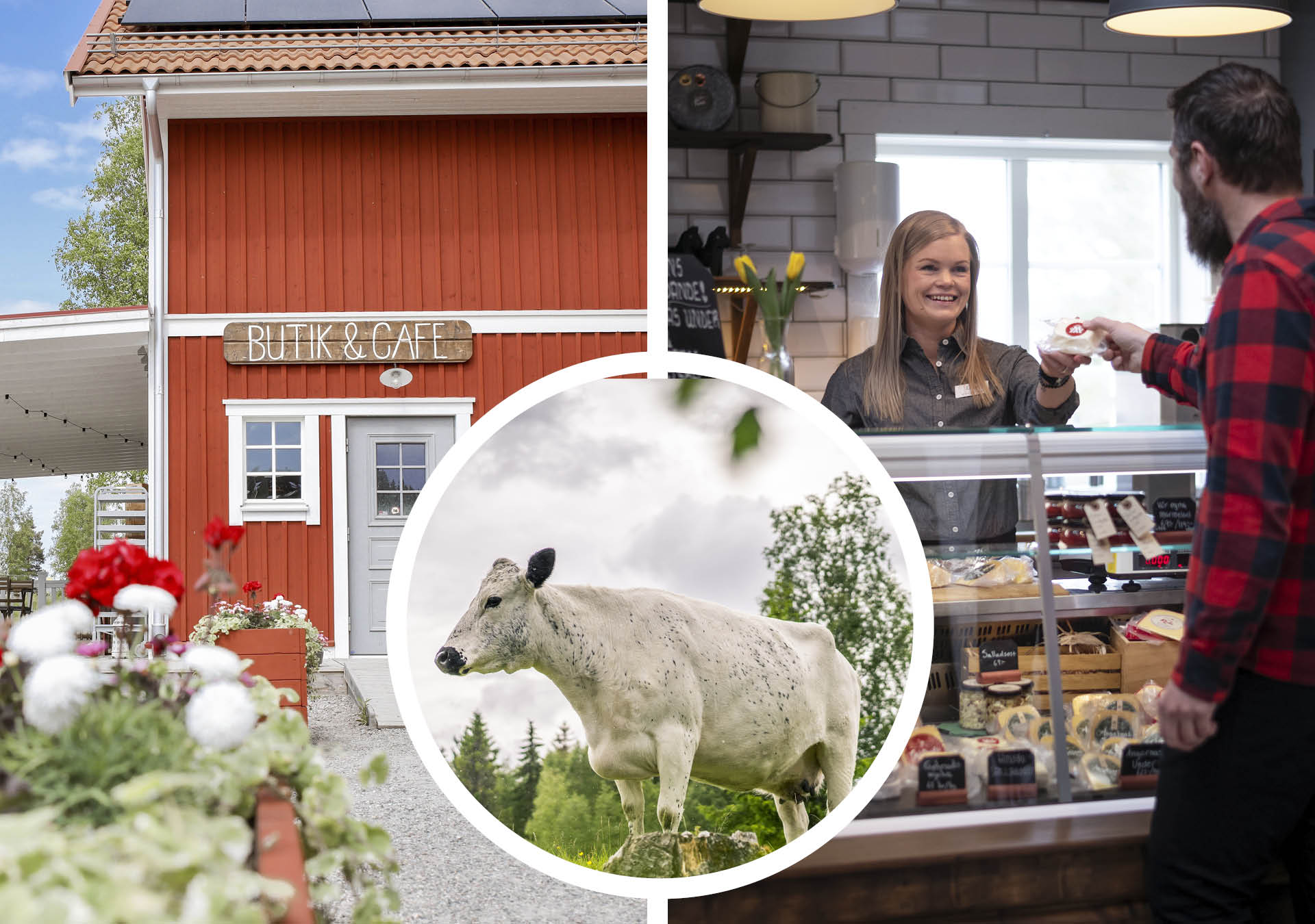 In the middle a round picture of a white cow. On the left the entrance to the store. On the right the sale of cheese over the counter in the store.