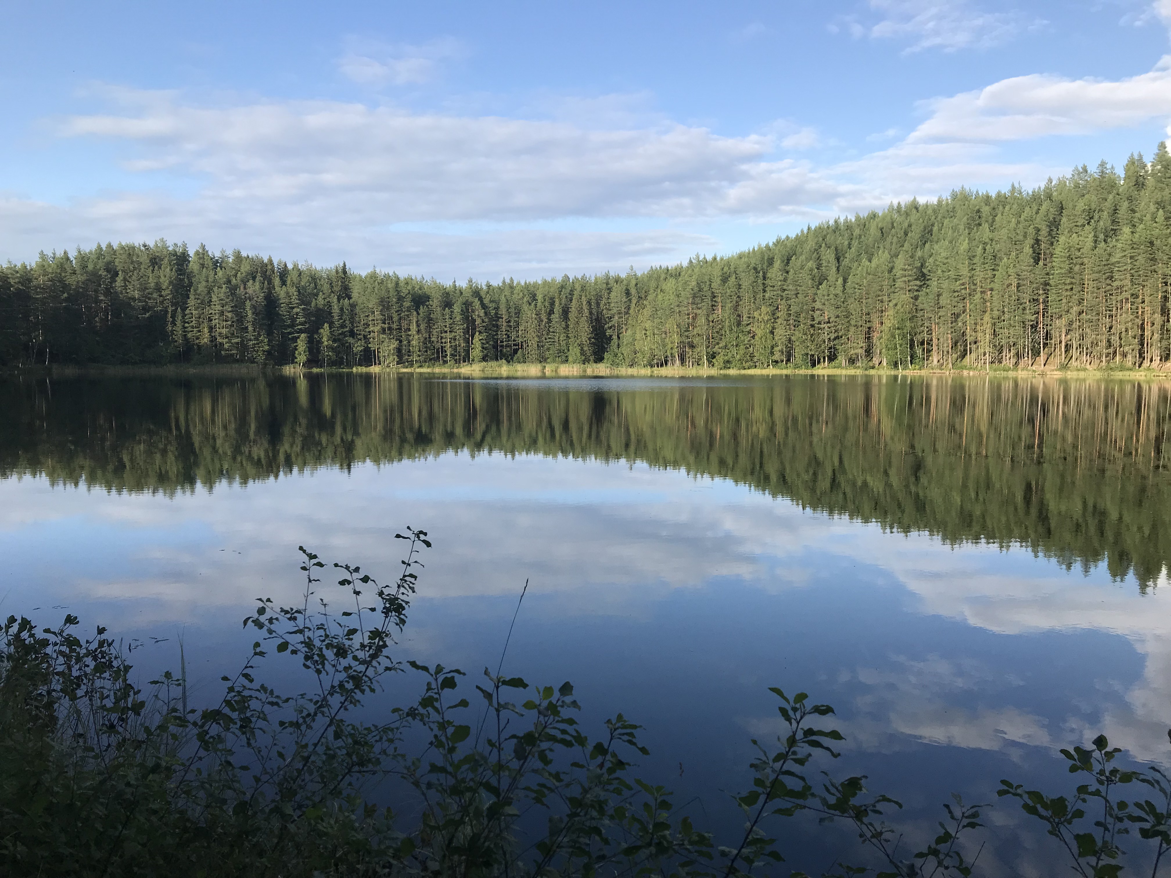 Utsikt över en skogssjö.