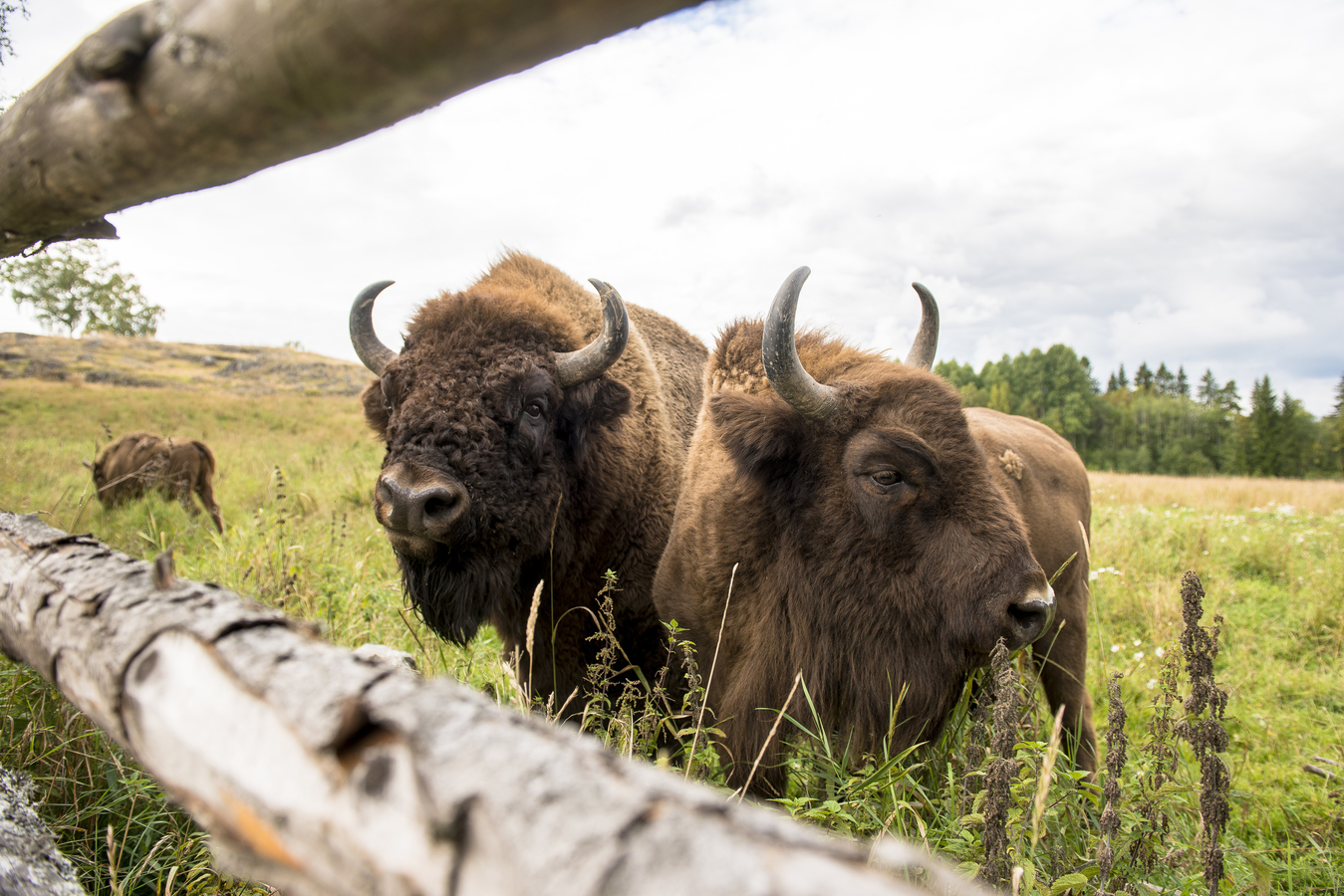 Två Visenter i Avesta.