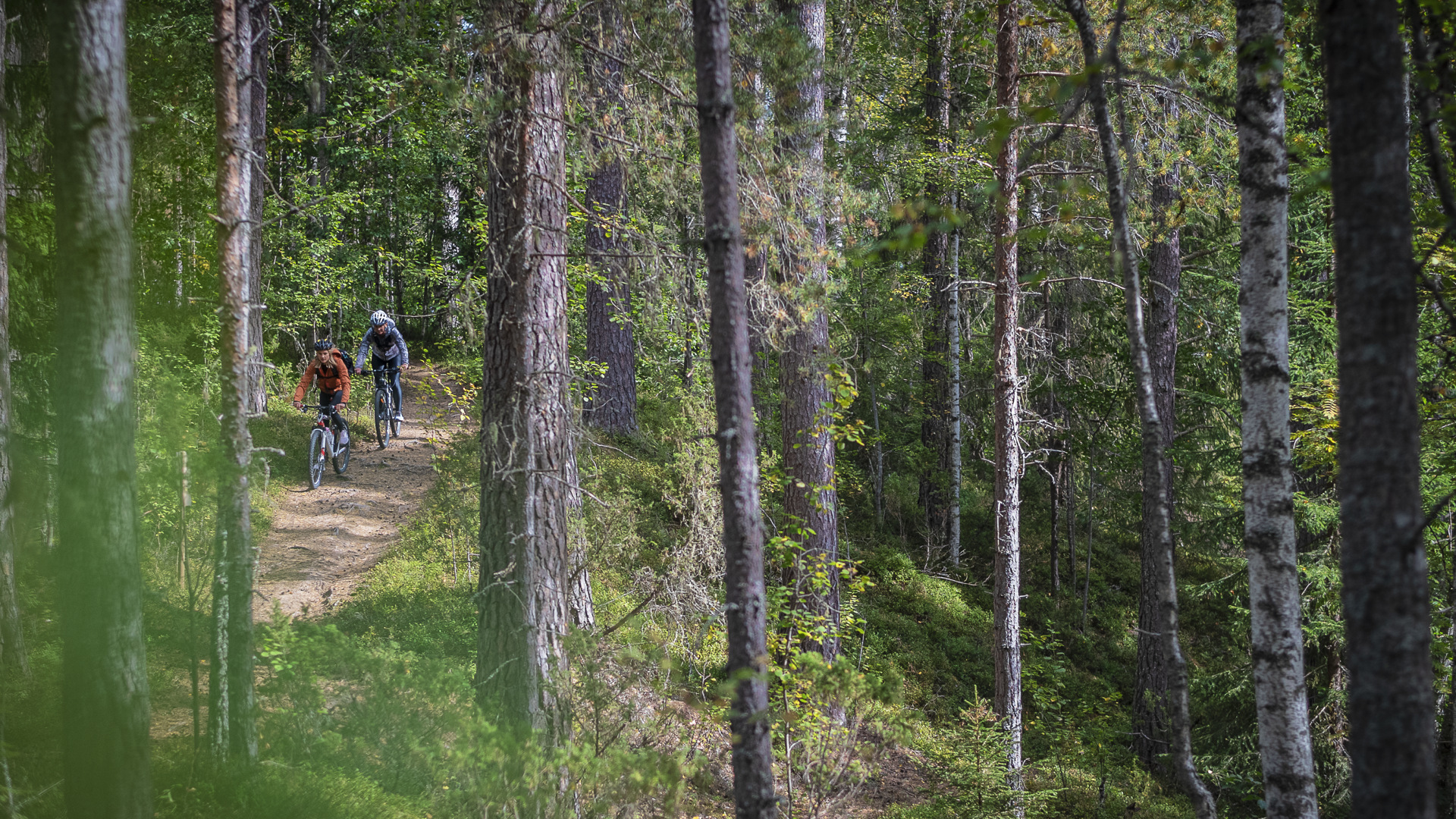 Två personer cyklar i skogen.