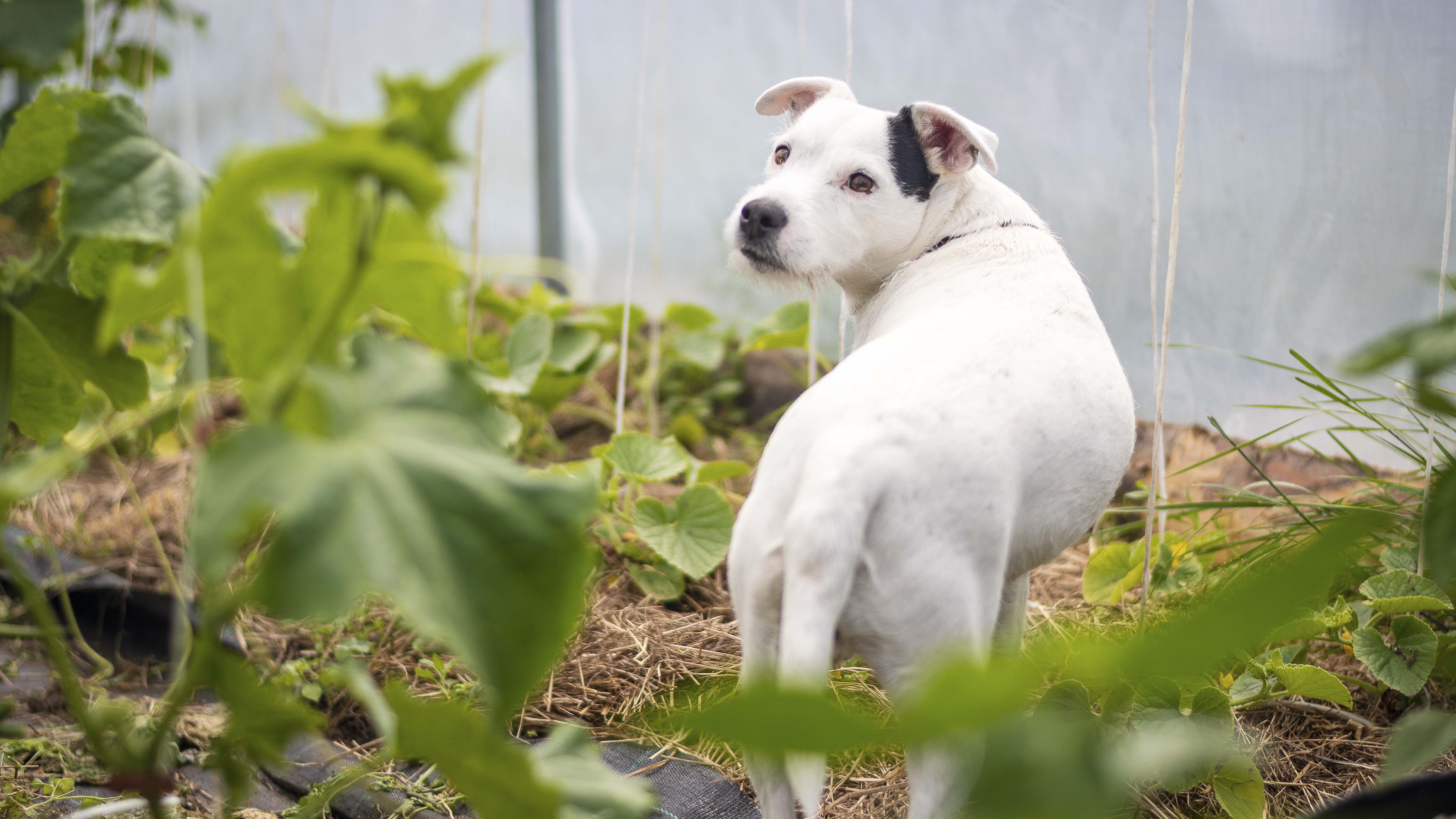Hunden Bananen bland grödorna.