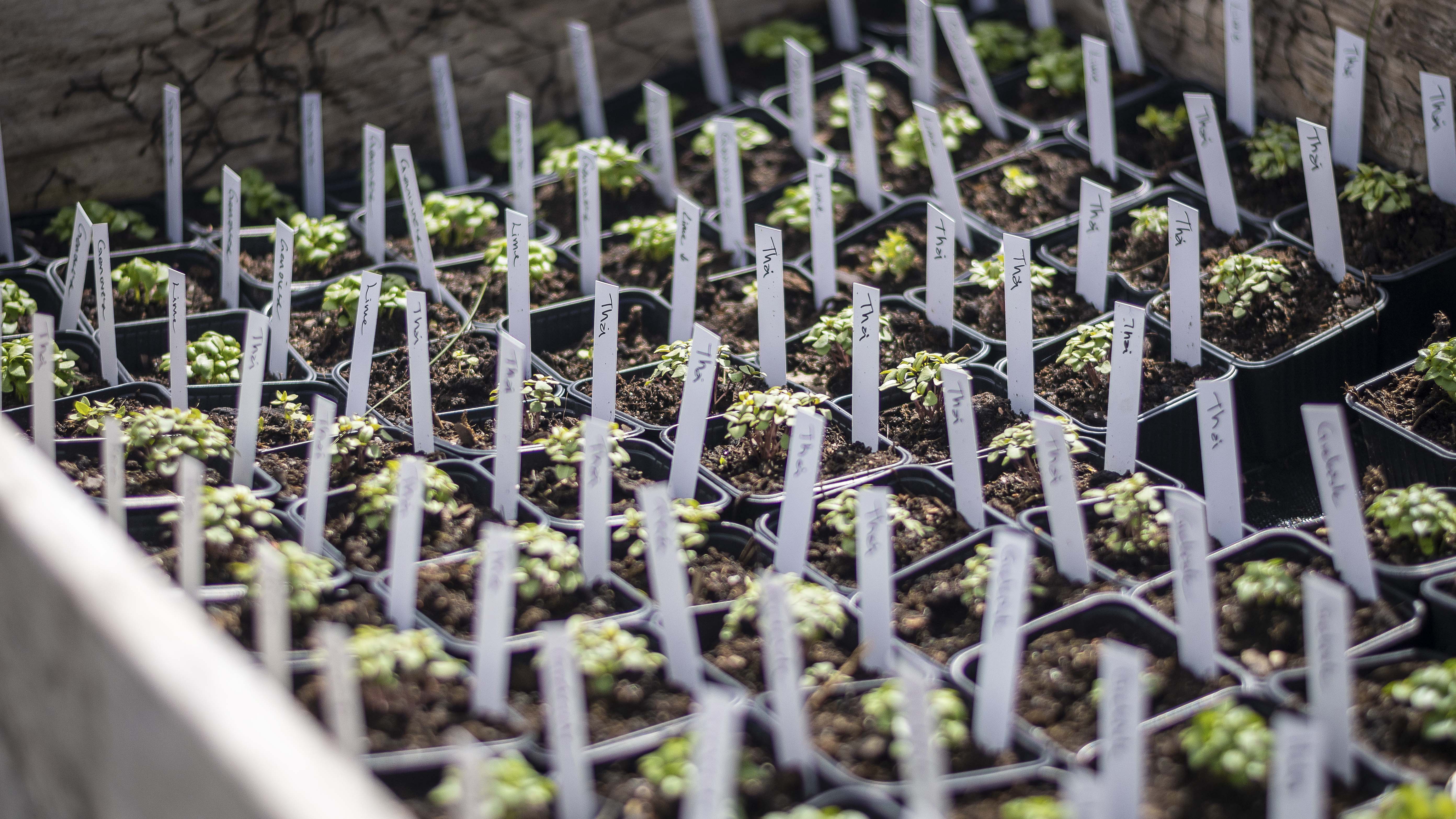 Grödor som håller på att vattnas.