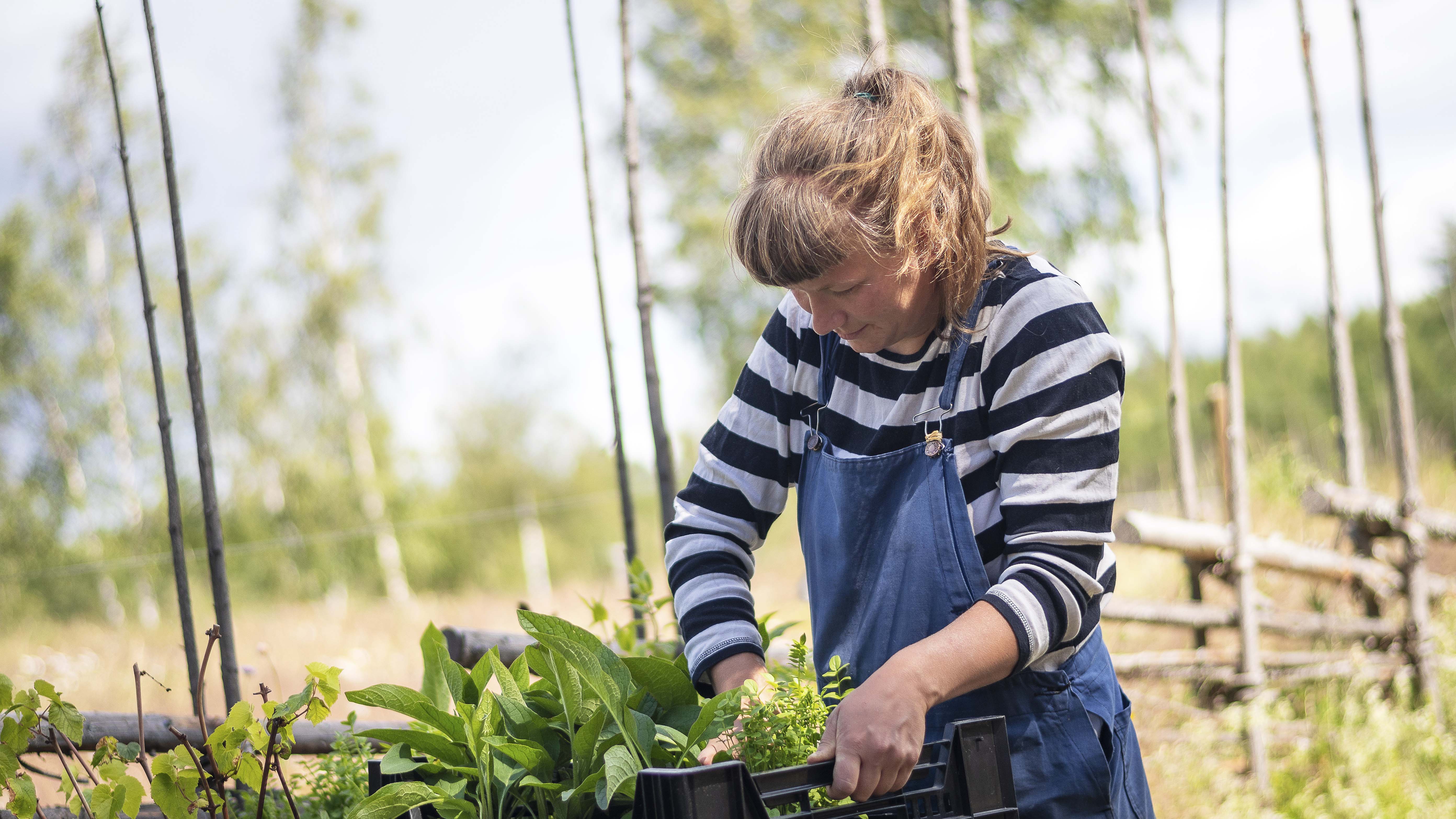 Sara May Kahls pysslar om sina grödor.