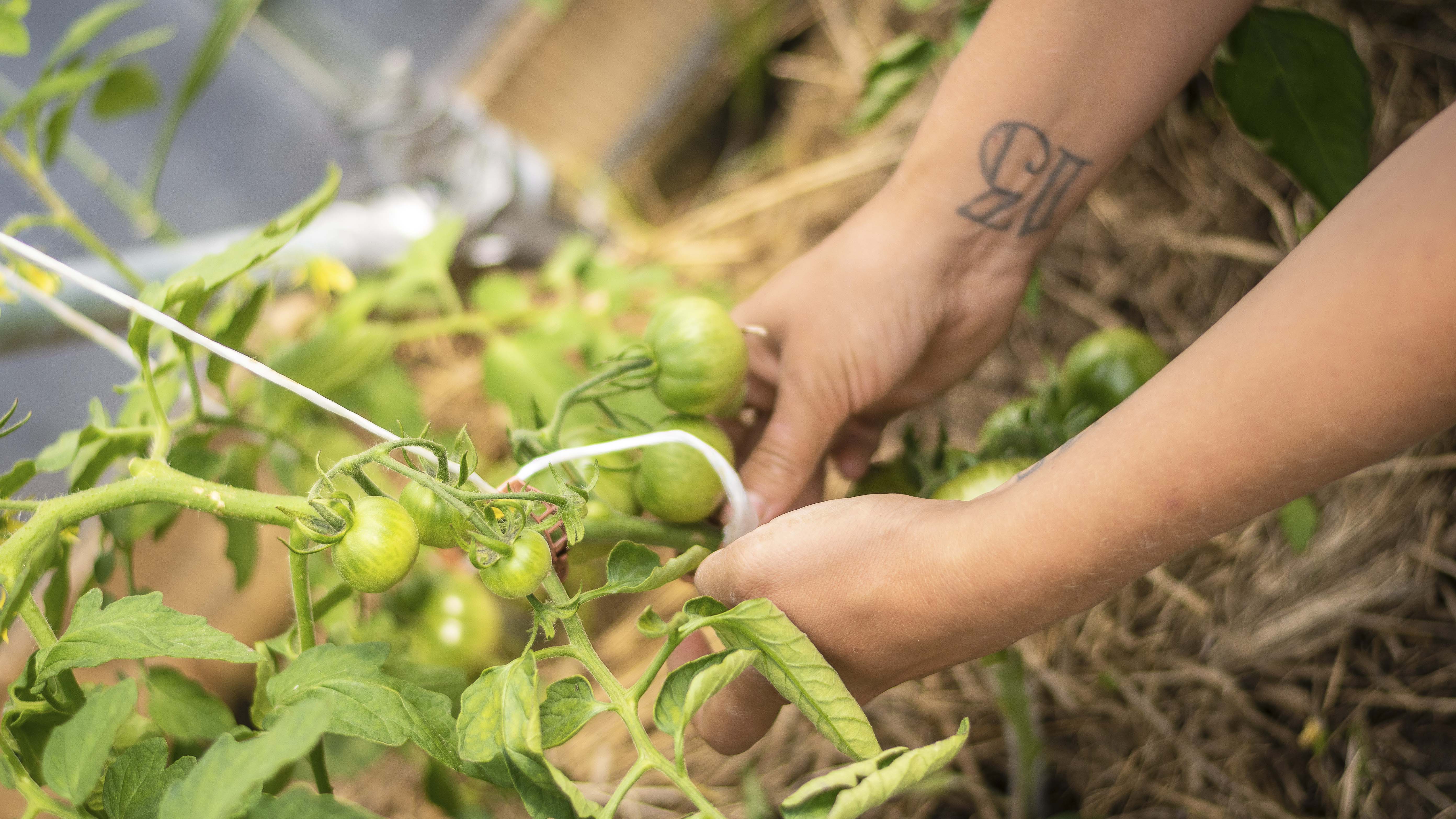 Sara May Kahls skördar sin odling.