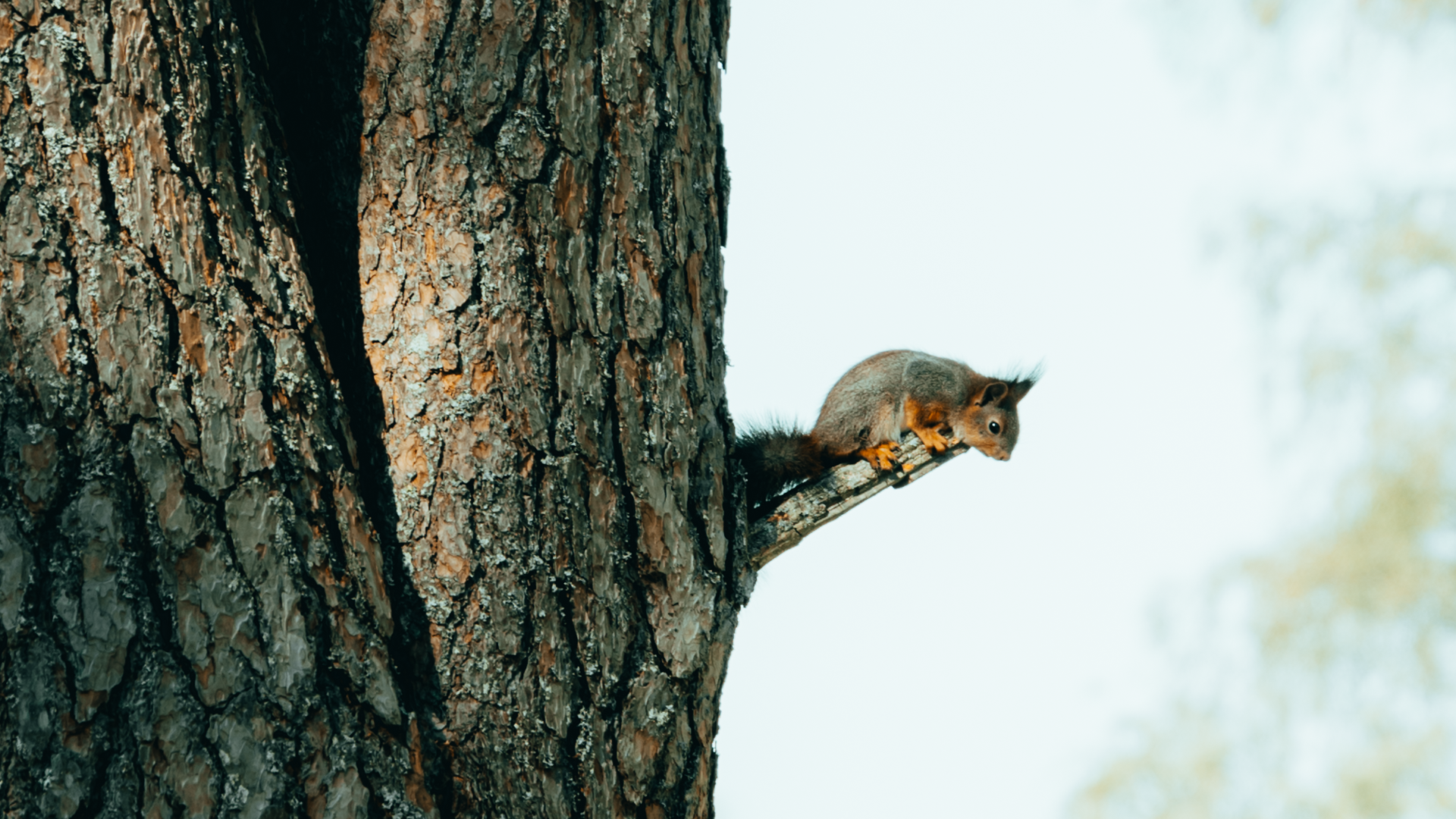 Ekorre som sitter på en tallgren.
