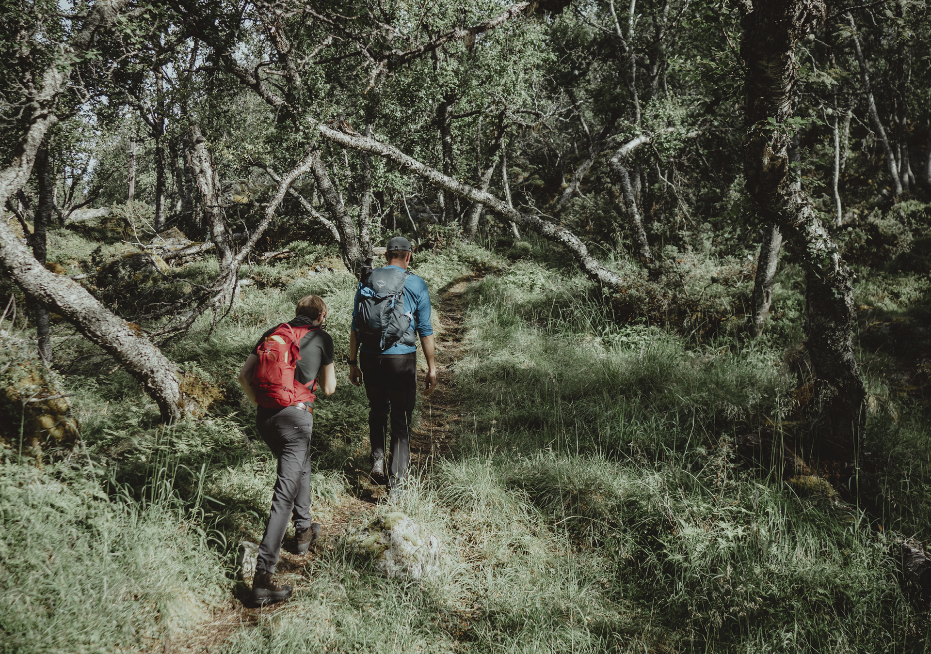 Två personer vandrar på stig i tät skog.
