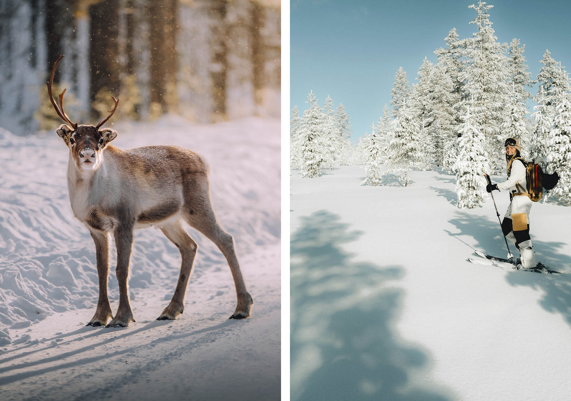 En ren med fin horn vid vägkanten samt en skidåkare mitt ute skogen på obruten mark.