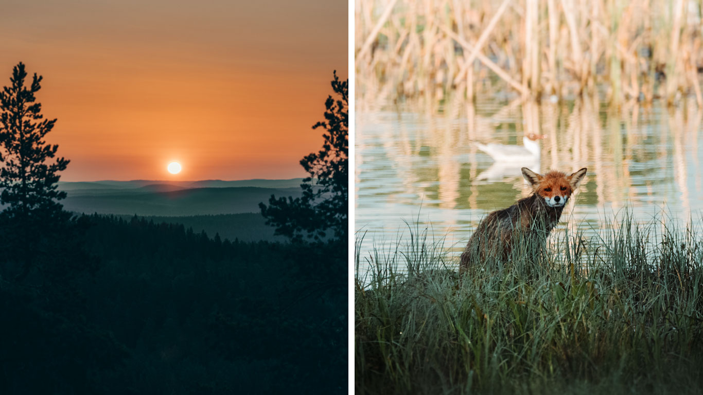 Bildkollage på en solnedgång och en räv.