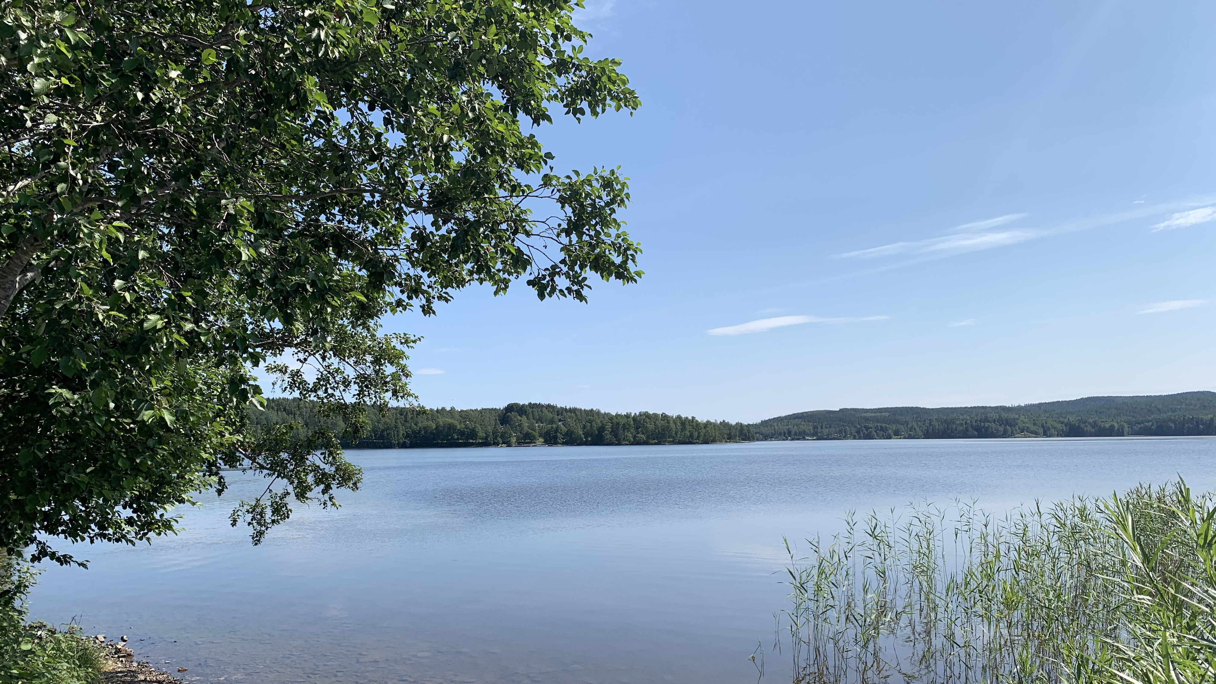 Vass längs strandkanten av Ljustern.