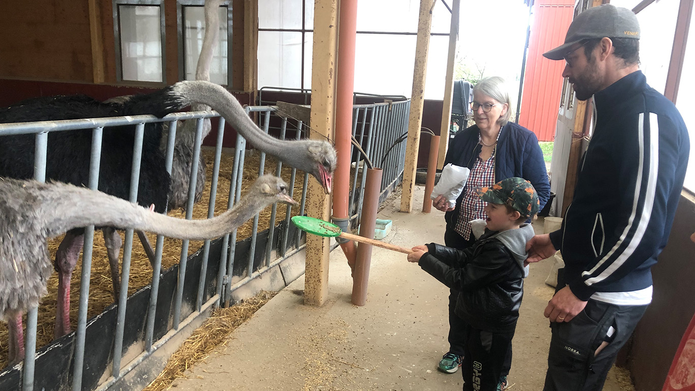 Mata strutsar hos Sahlins Struts i Borlänge.