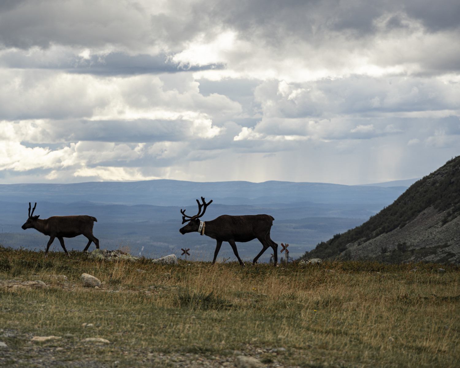 Reindeer on the mountain.