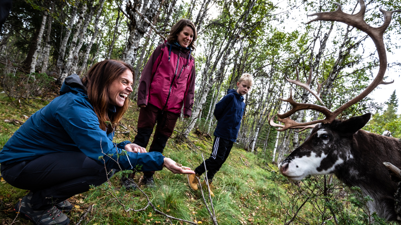 Vandra med renar hos Renbiten i Grövelsjön.