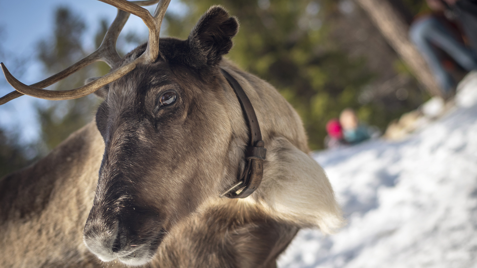 Reindeer in Grövelsjön.