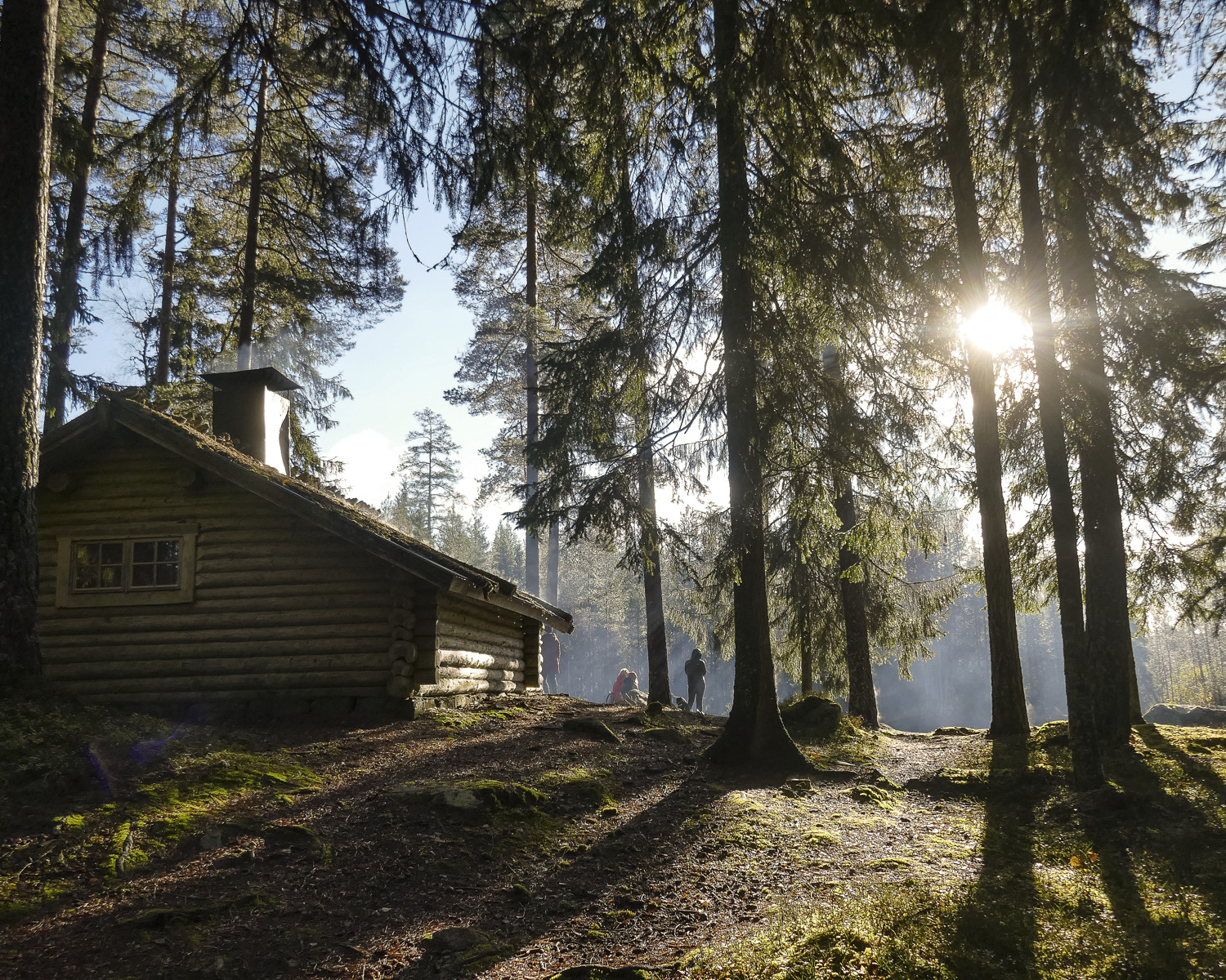 Solen skiner genom en tallskog med en timmerstuga i en glänta.