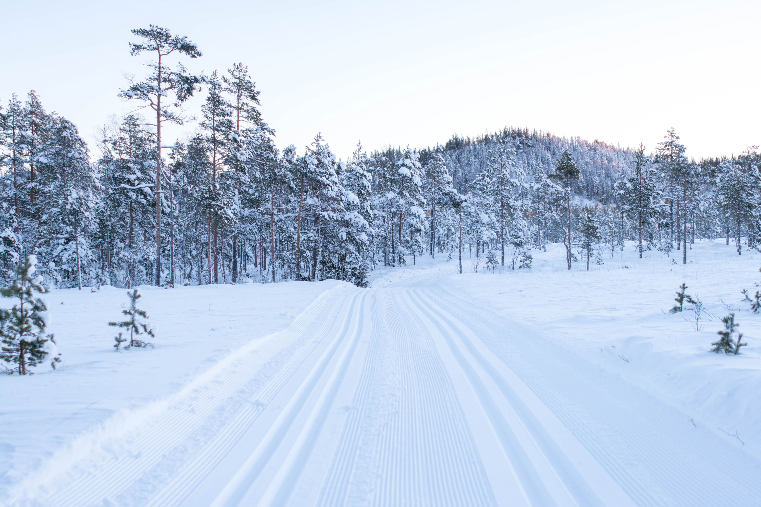 Skidspår i skogen.