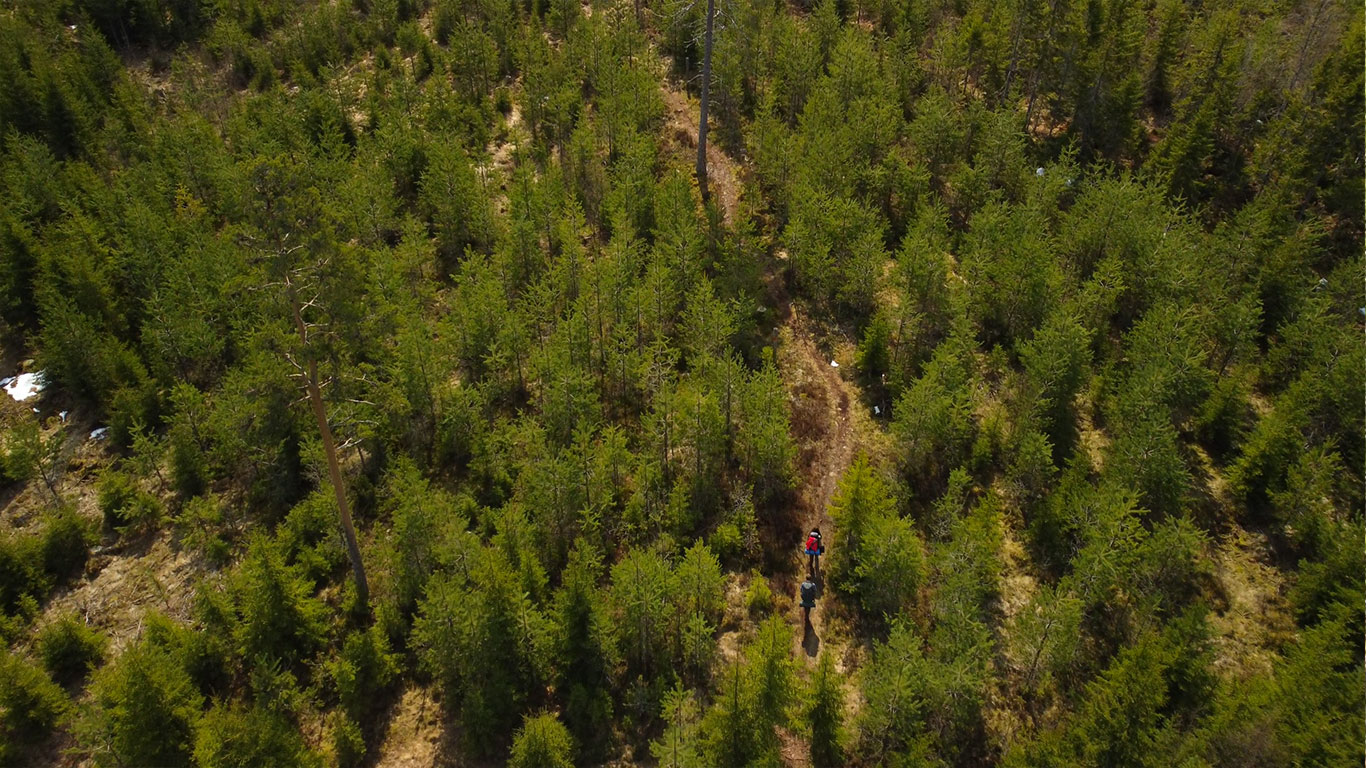 Vandring genom skogen längs Siljansleden.