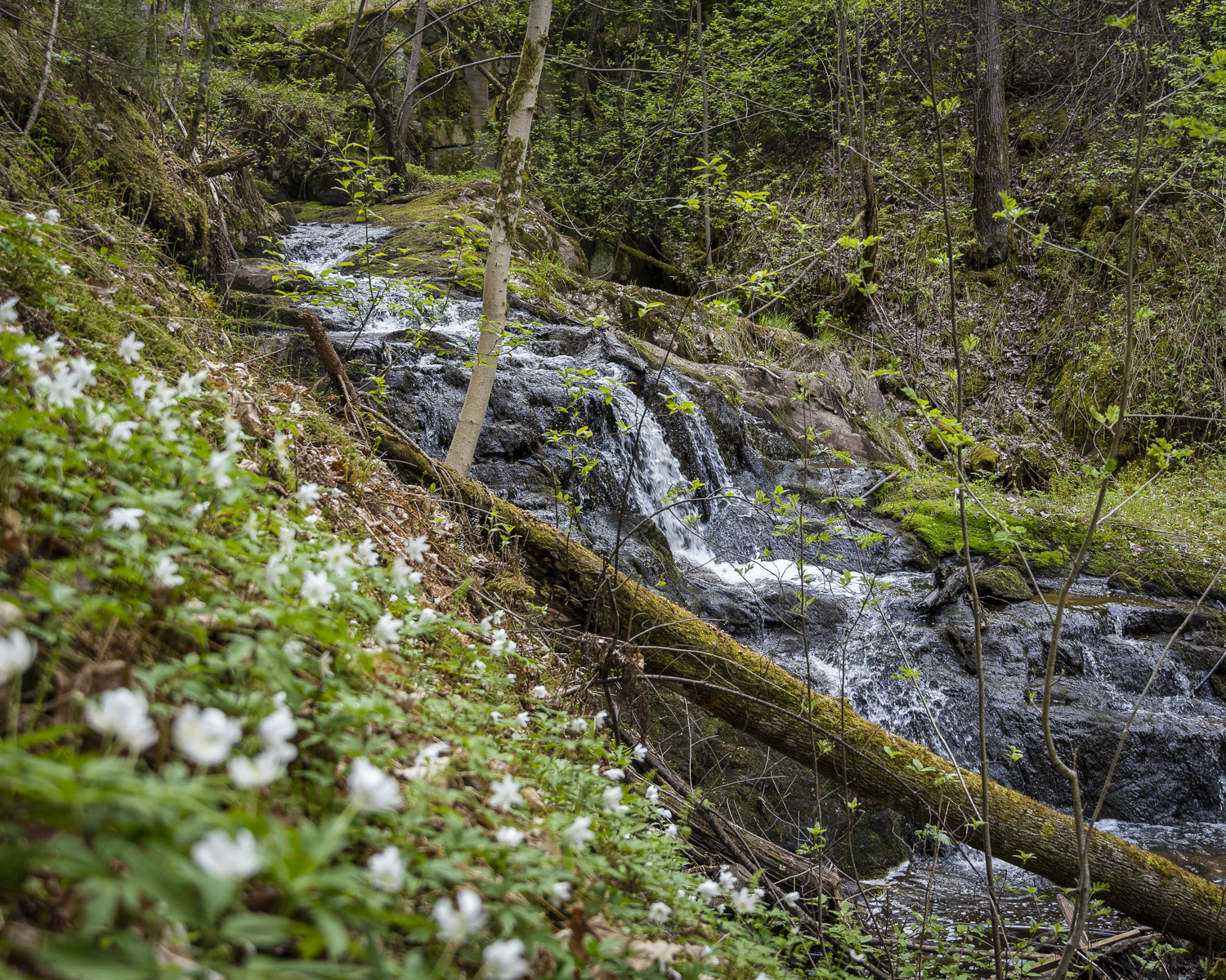 En bäck forsar i skogsmiljö bland en massa vitsippor.