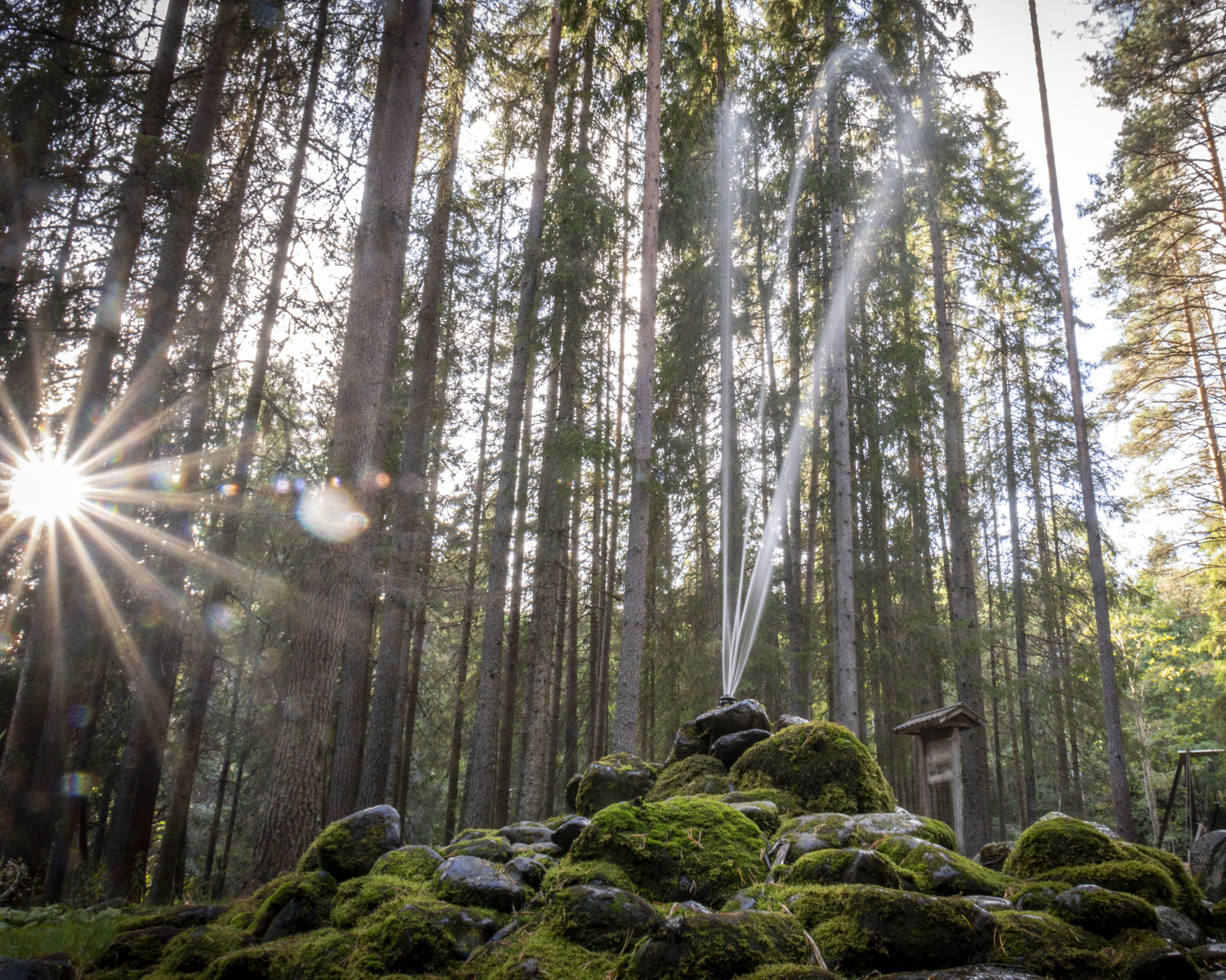 En springkälla omgiven av tallskog sommartid.