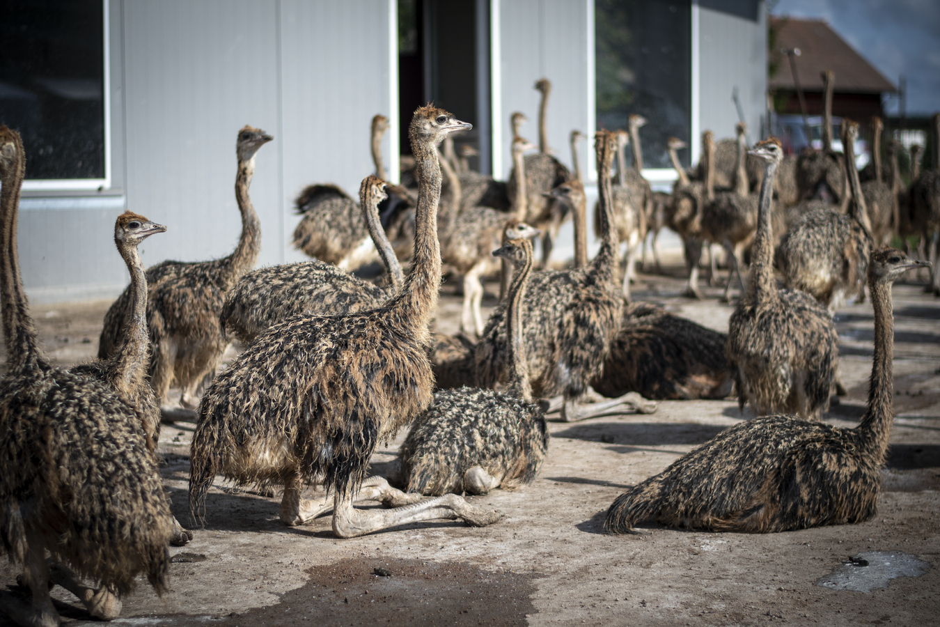 Strutsar på Sahlins struts.