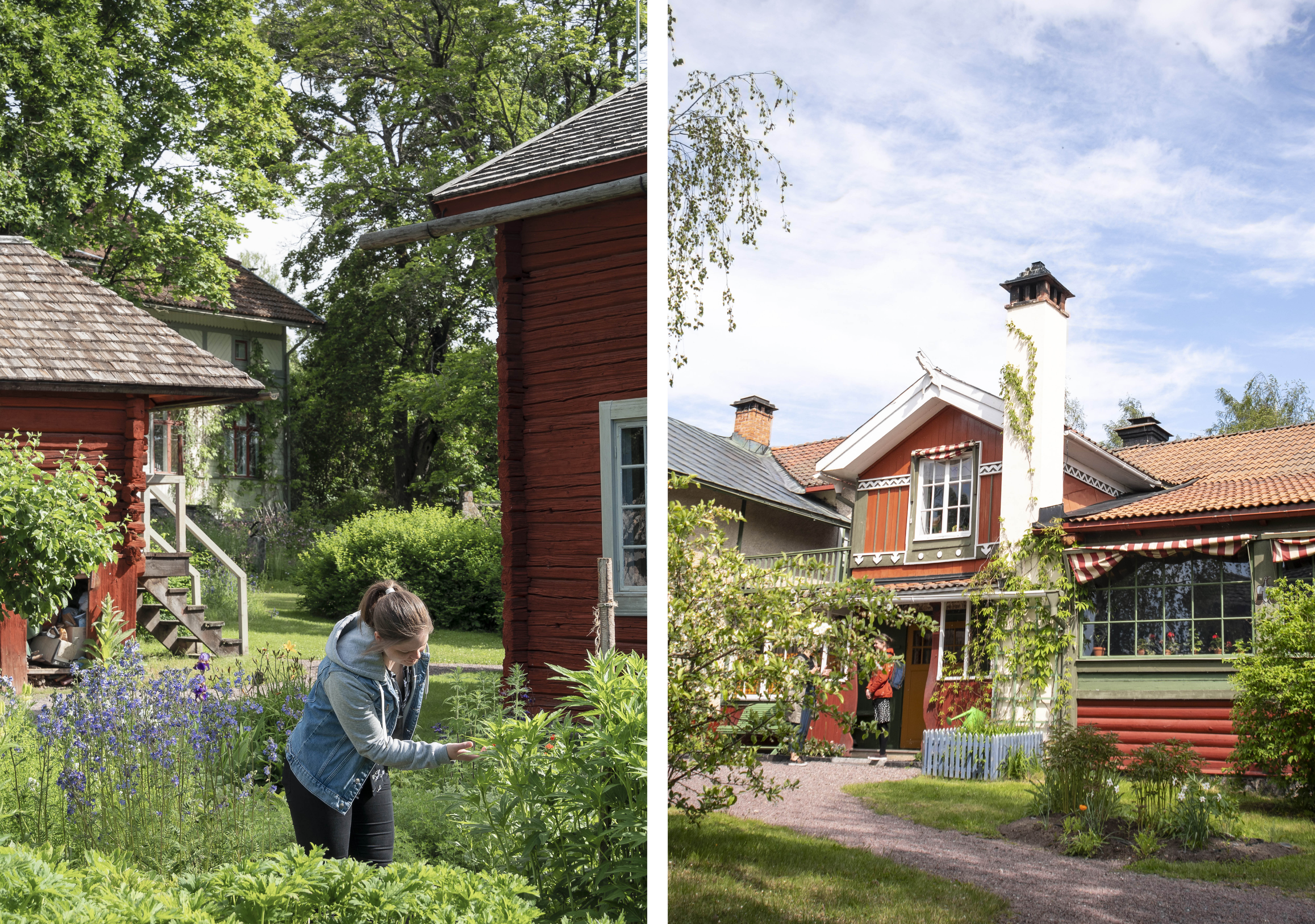 Linnés bröllopsgårds trädgård. Carl Larsson-gården i sommarskrud.