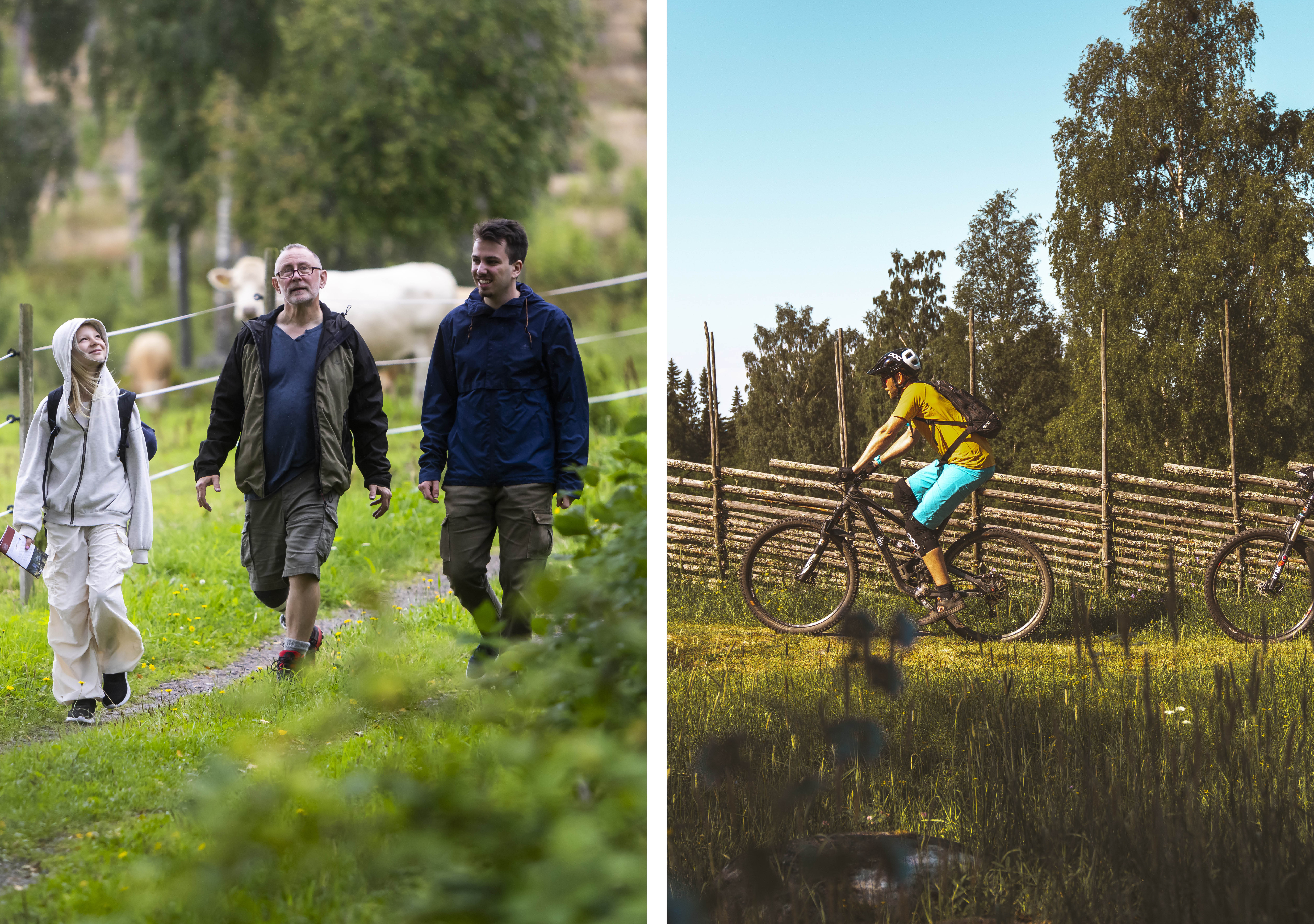 Tre personers om vandrar i kohage. Cyklister på väg bredvid gärdesgård.