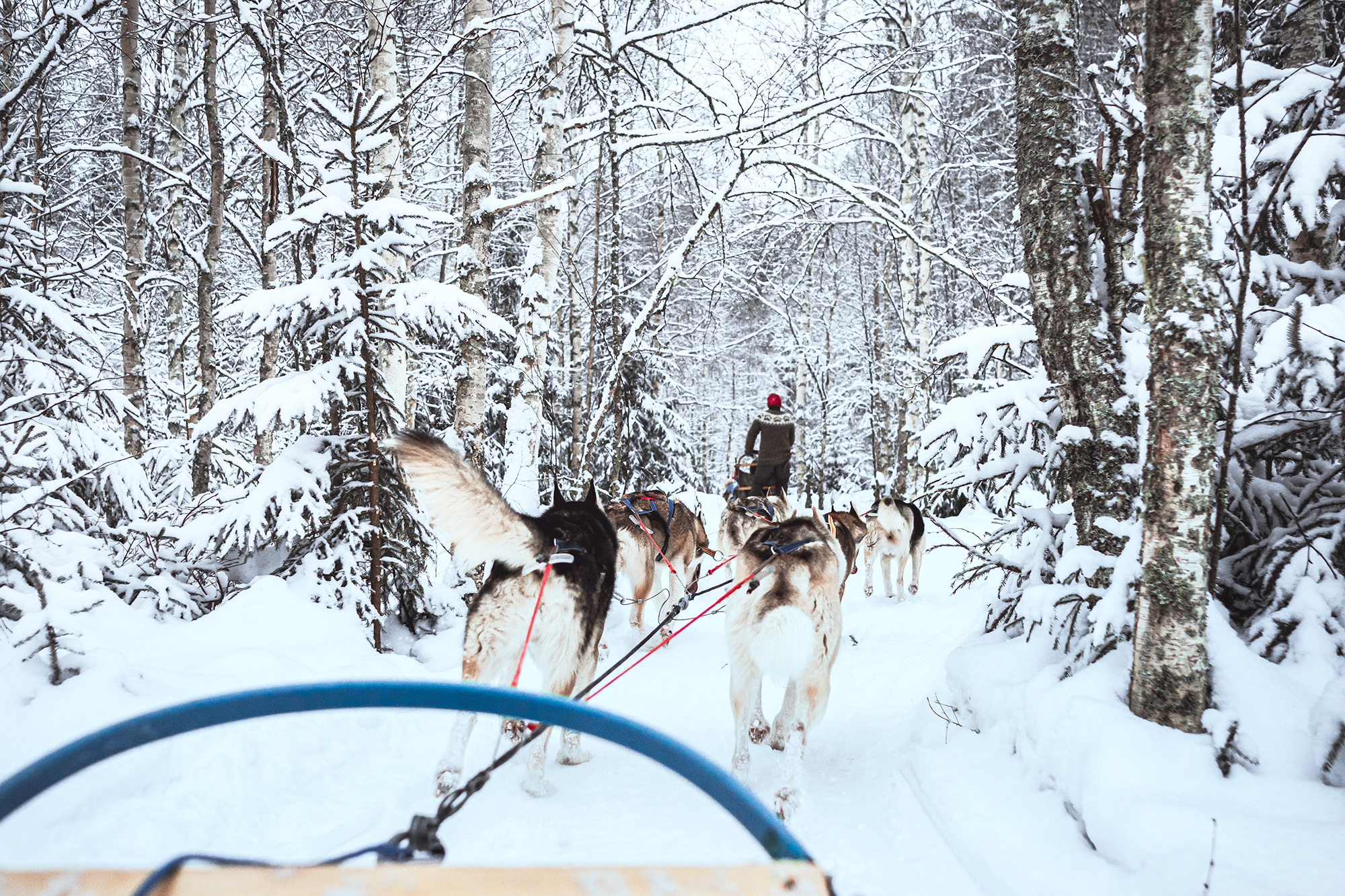 Ett hundspann drar en släde genom skogen.
