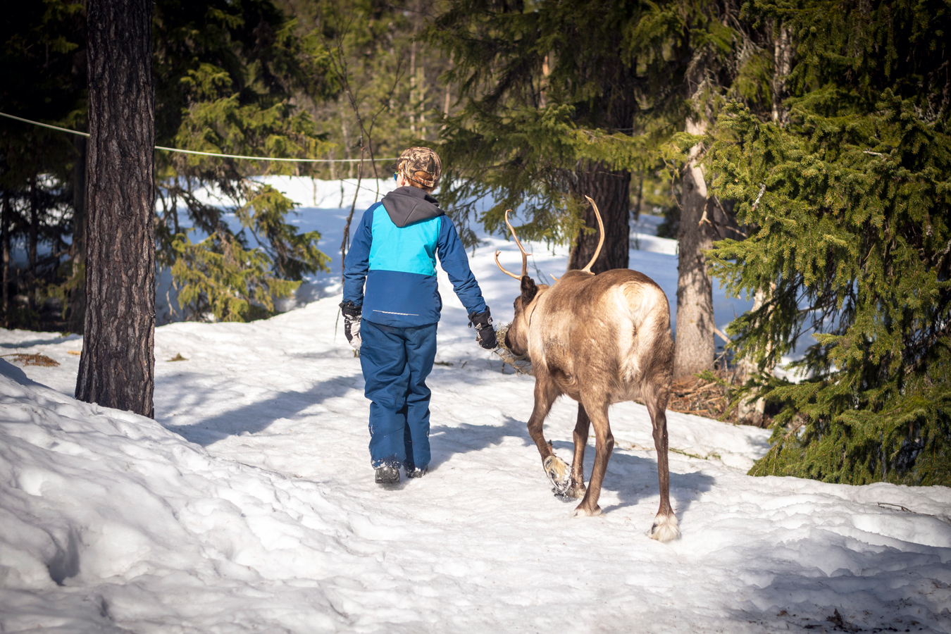 Pojke vandrar med tam ren i Grövelsjön.