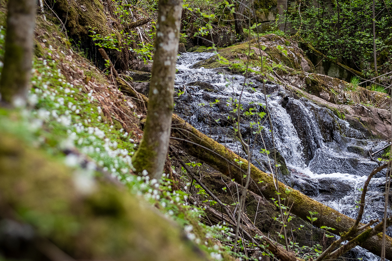En forsande å bredvid ett hav av vitsippor.