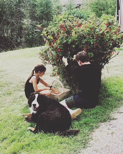 Barn plockar bär från en buske. 