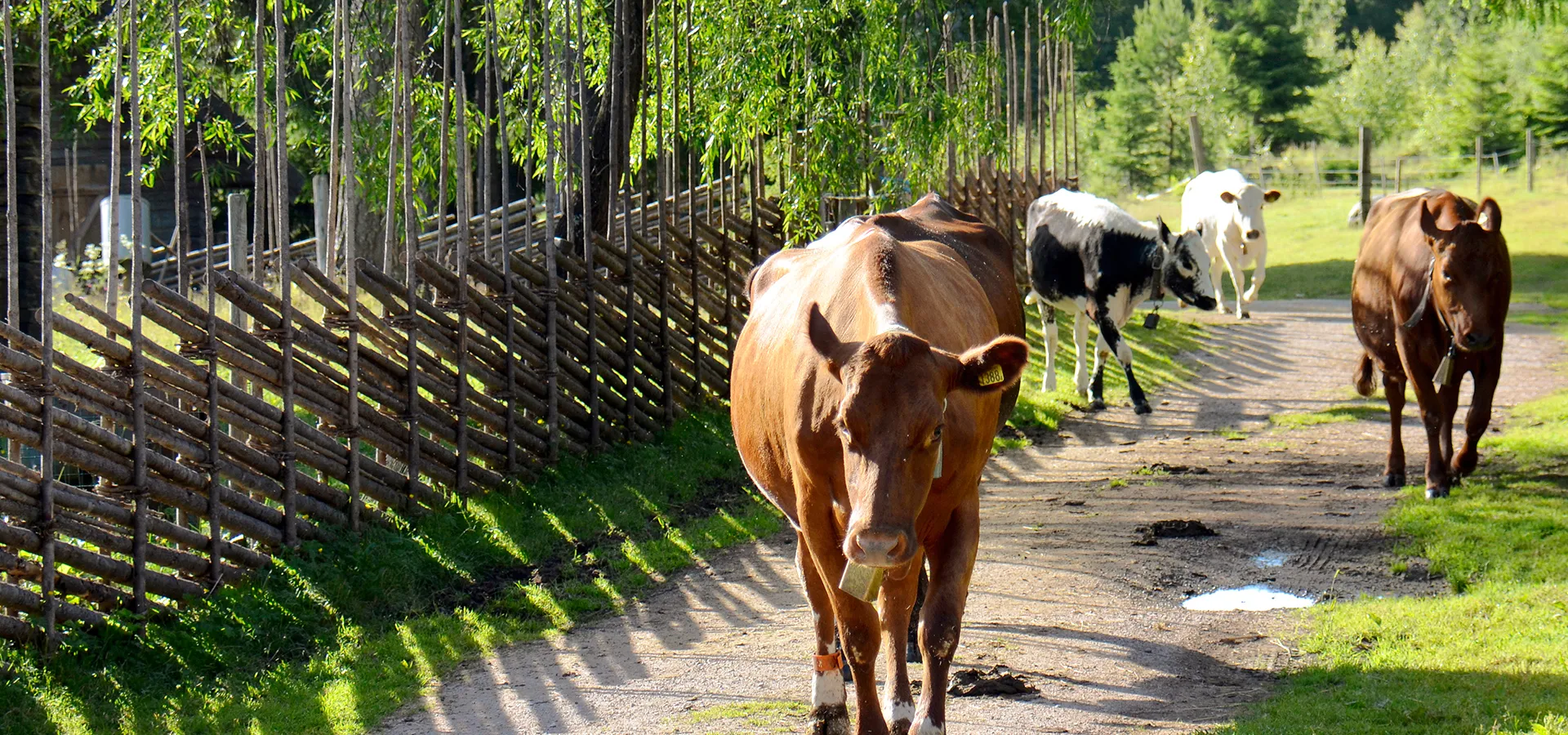 En grupp kor går längs en grusväg bredvid en gärdesgård.
