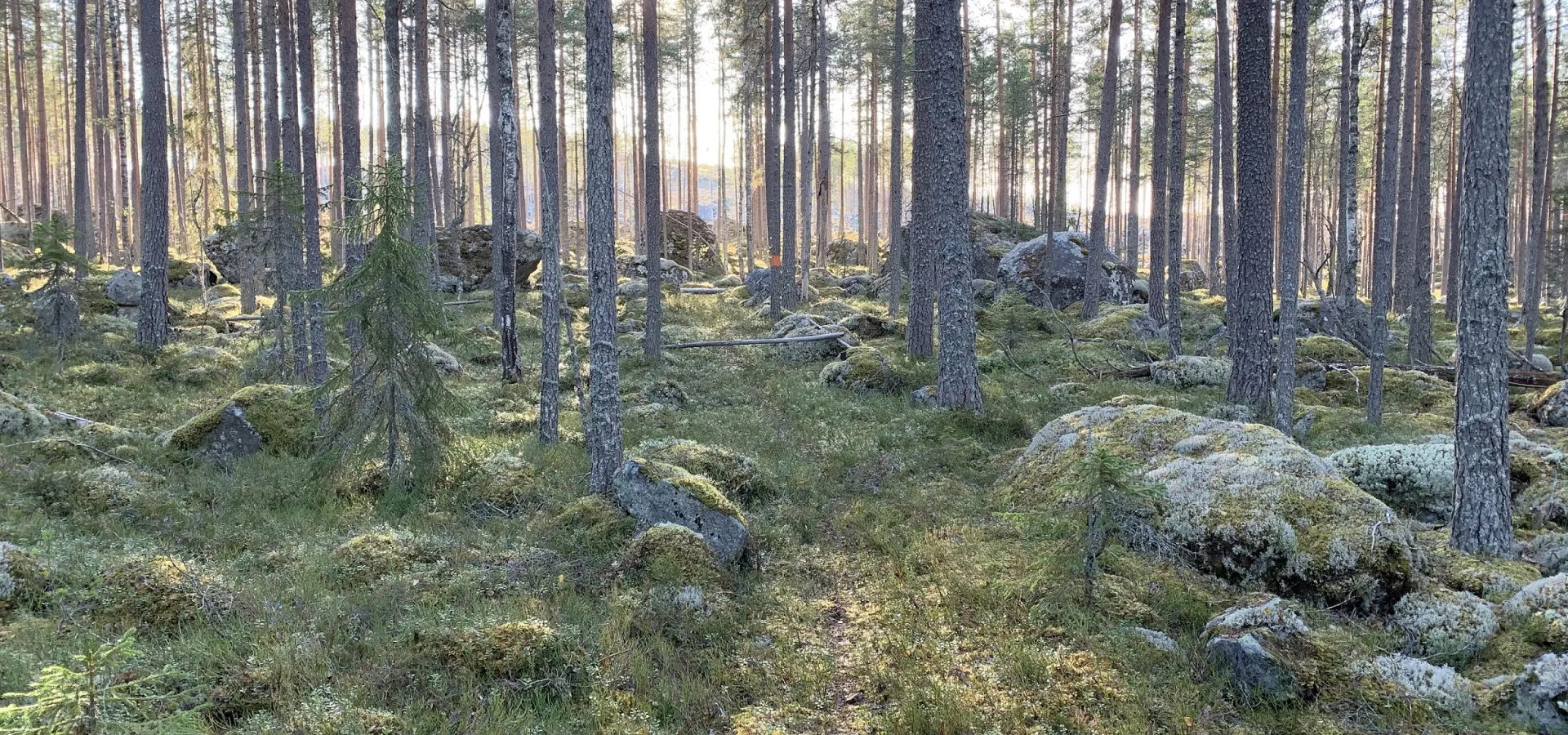 Ejheden en vandringsled.