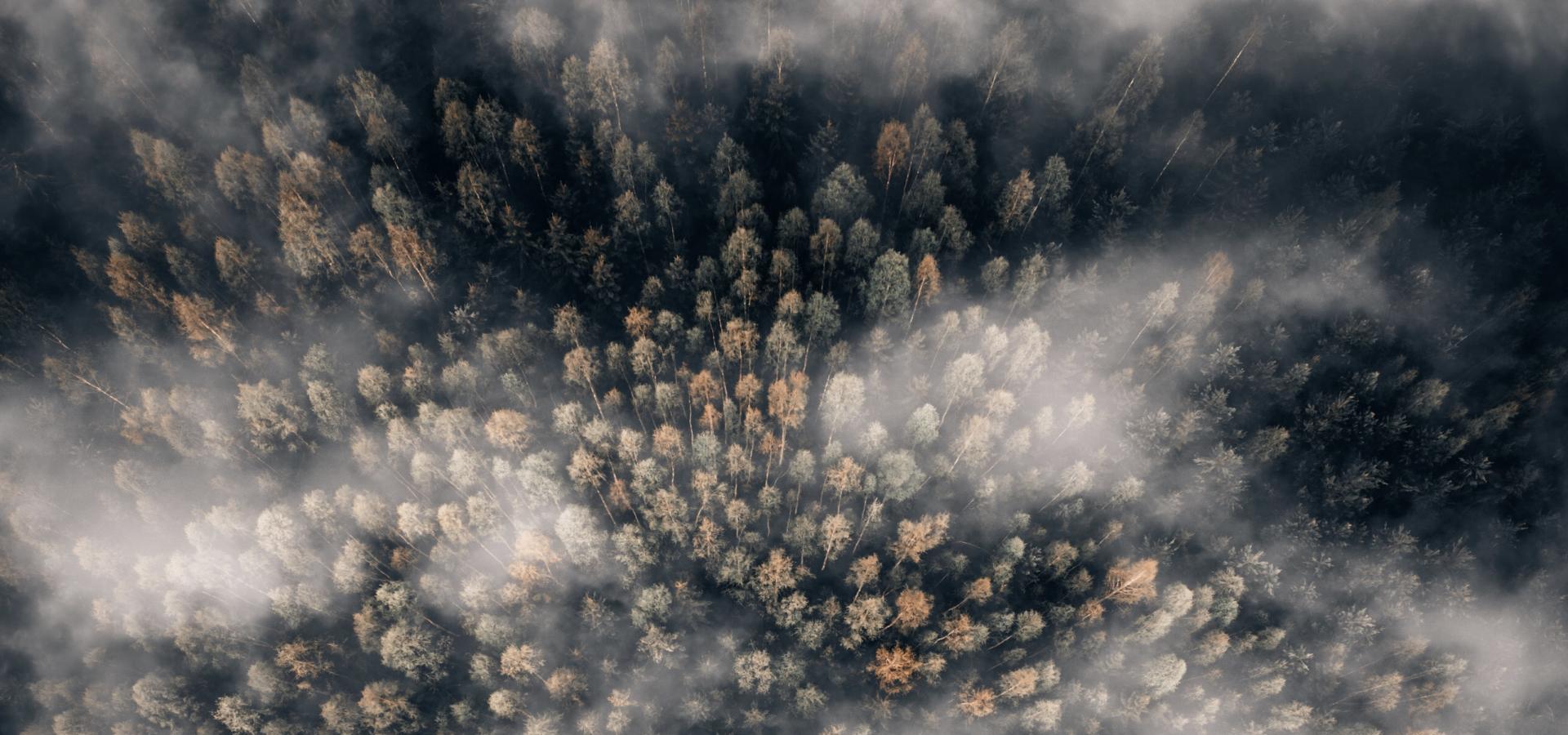 Dimmig skog från ovan.