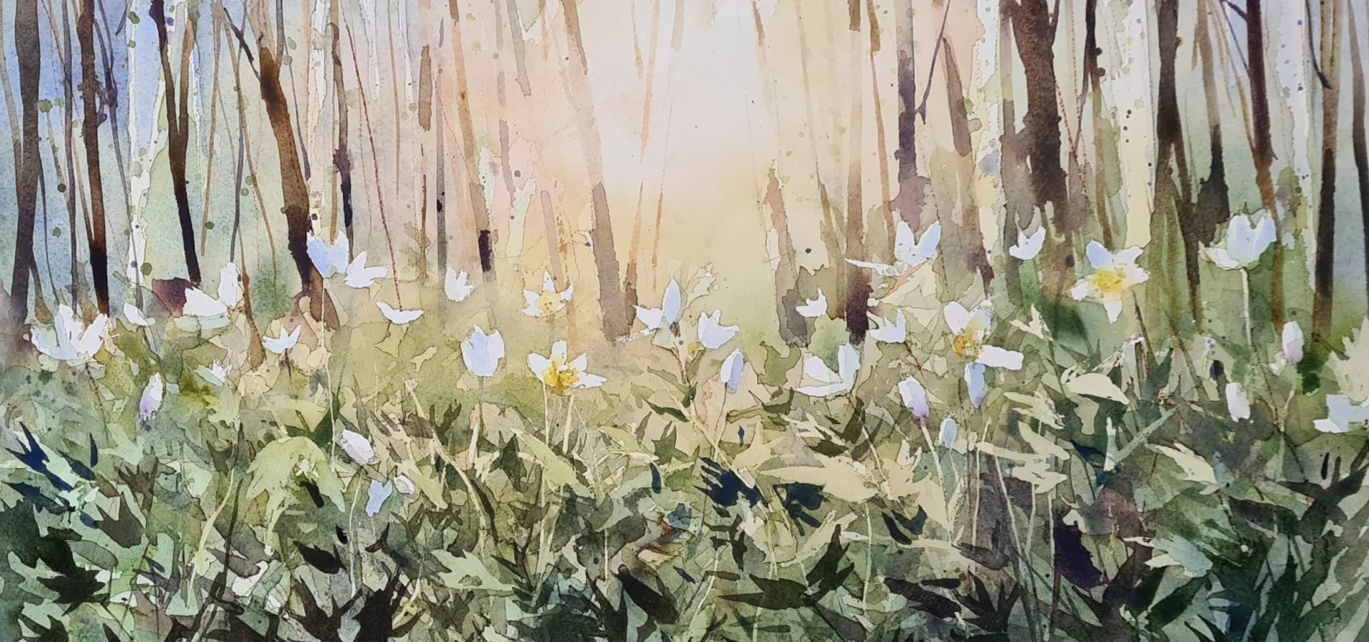 Akvarellmålning av vitsippor.